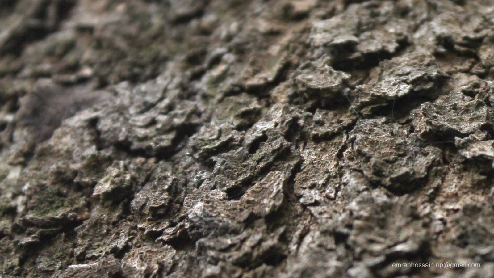 Canon EOS 1100D (EOS Rebel T3 / EOS Kiss X50) sample photo. Nature, nice, wallpaper photography