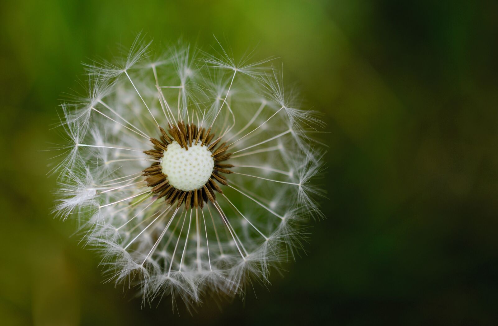 Nikon D5200 sample photo. Dandelion, pappus, seeds photography