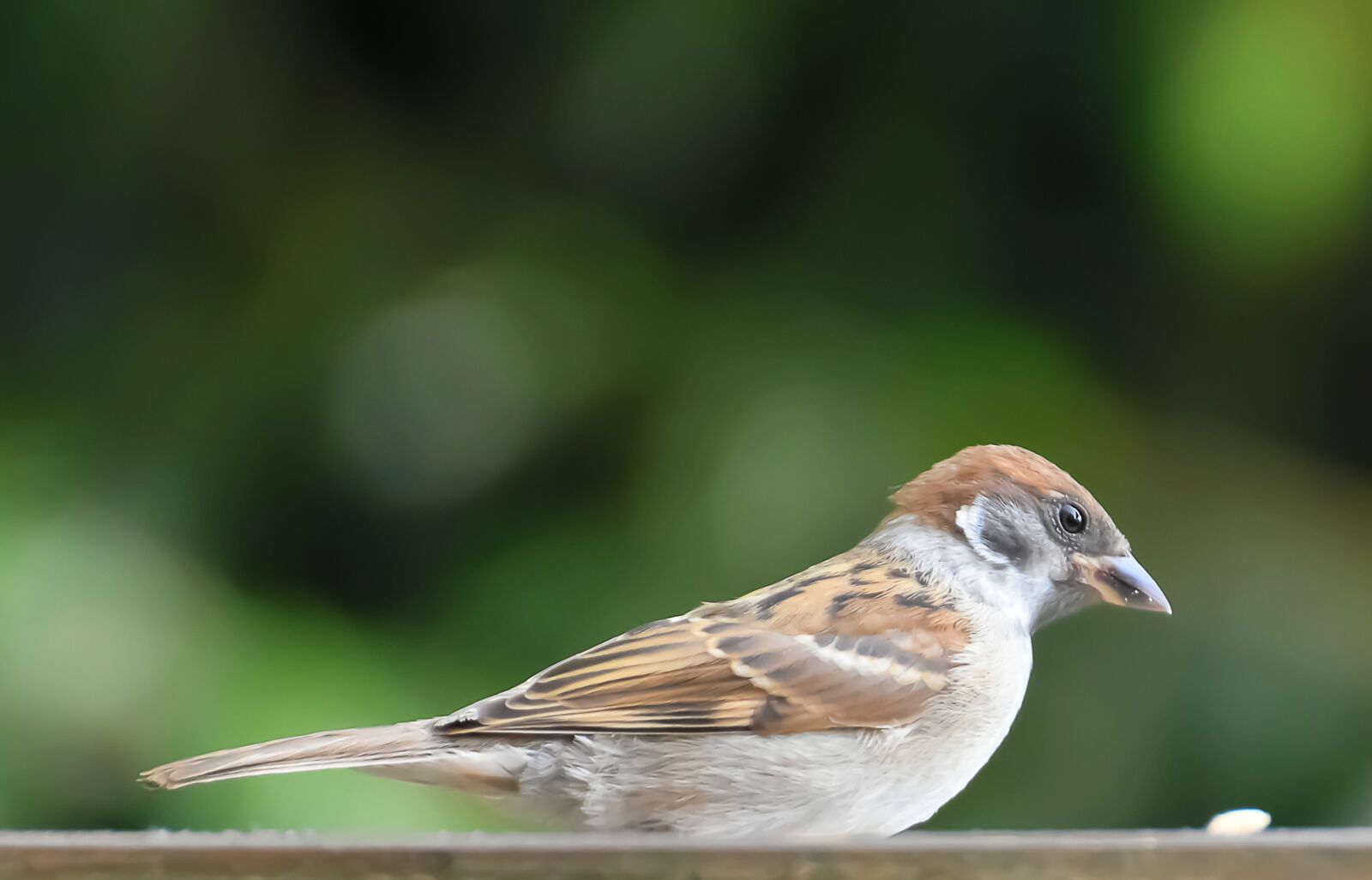 Nikon D7200 sample photo. Sparrow, sperling, bird photography