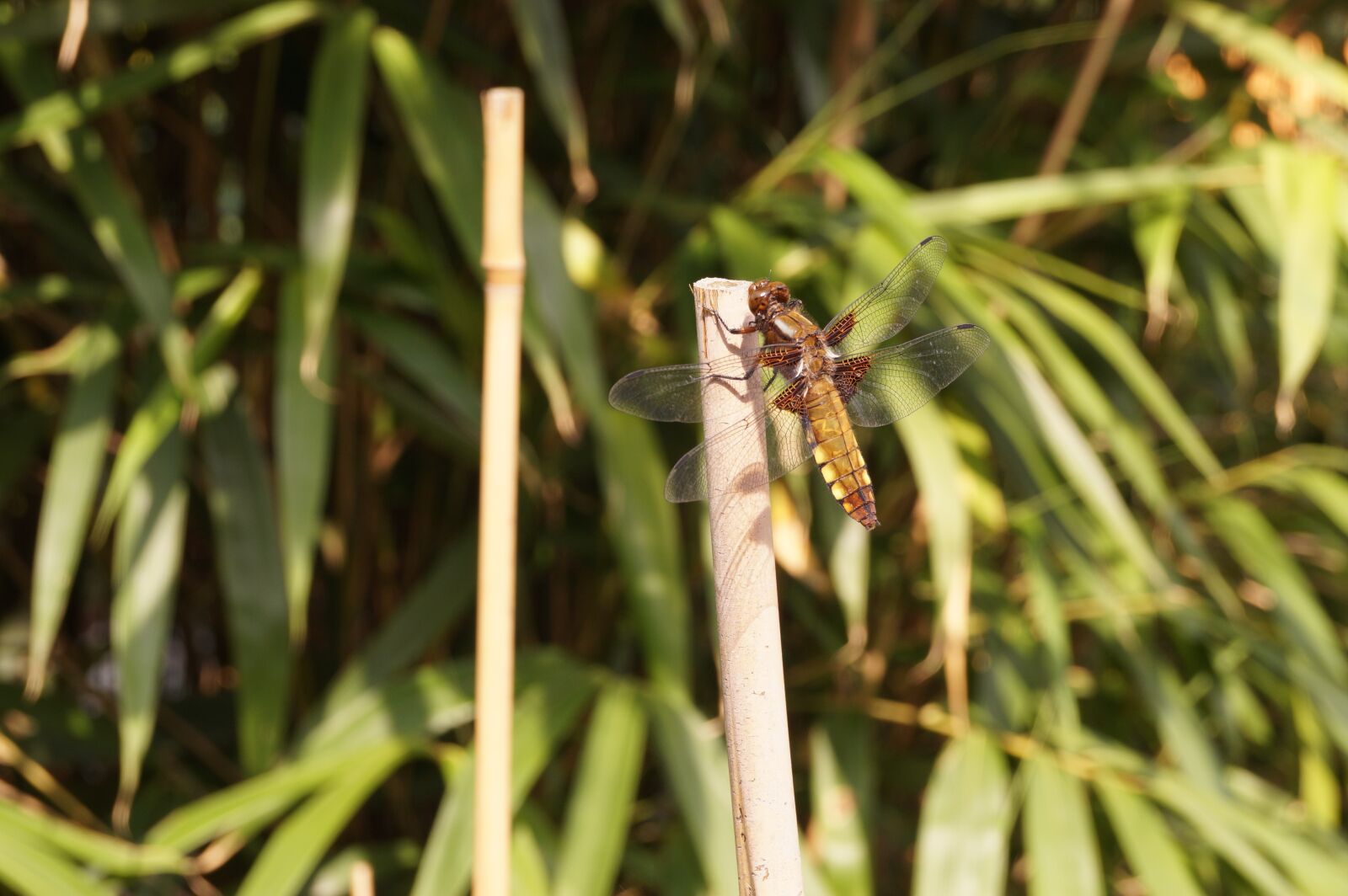 Sony DT 18-55mm F3.5-5.6 SAM II sample photo. Dragonfly, insect, reed photography