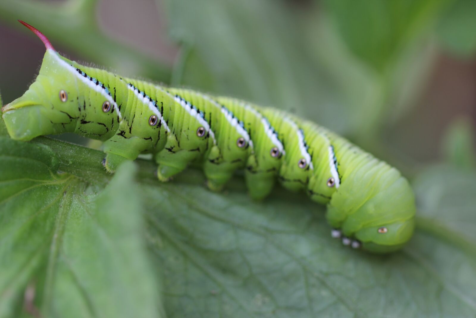 Canon EF 100mm F2.8L Macro IS USM sample photo. Caterpillar, nature, green photography