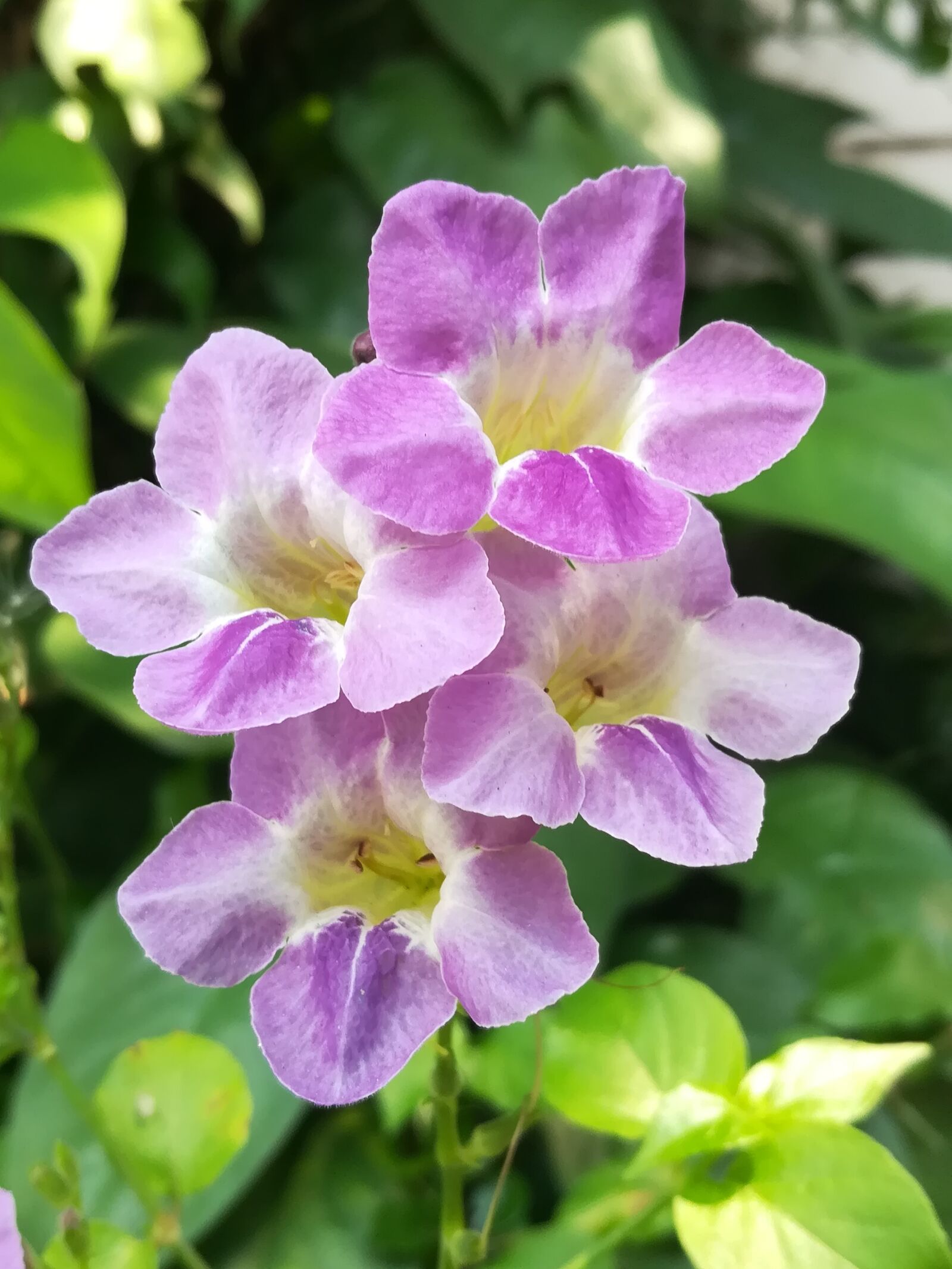 HUAWEI GR5 2017 sample photo. Flowers, purple photography