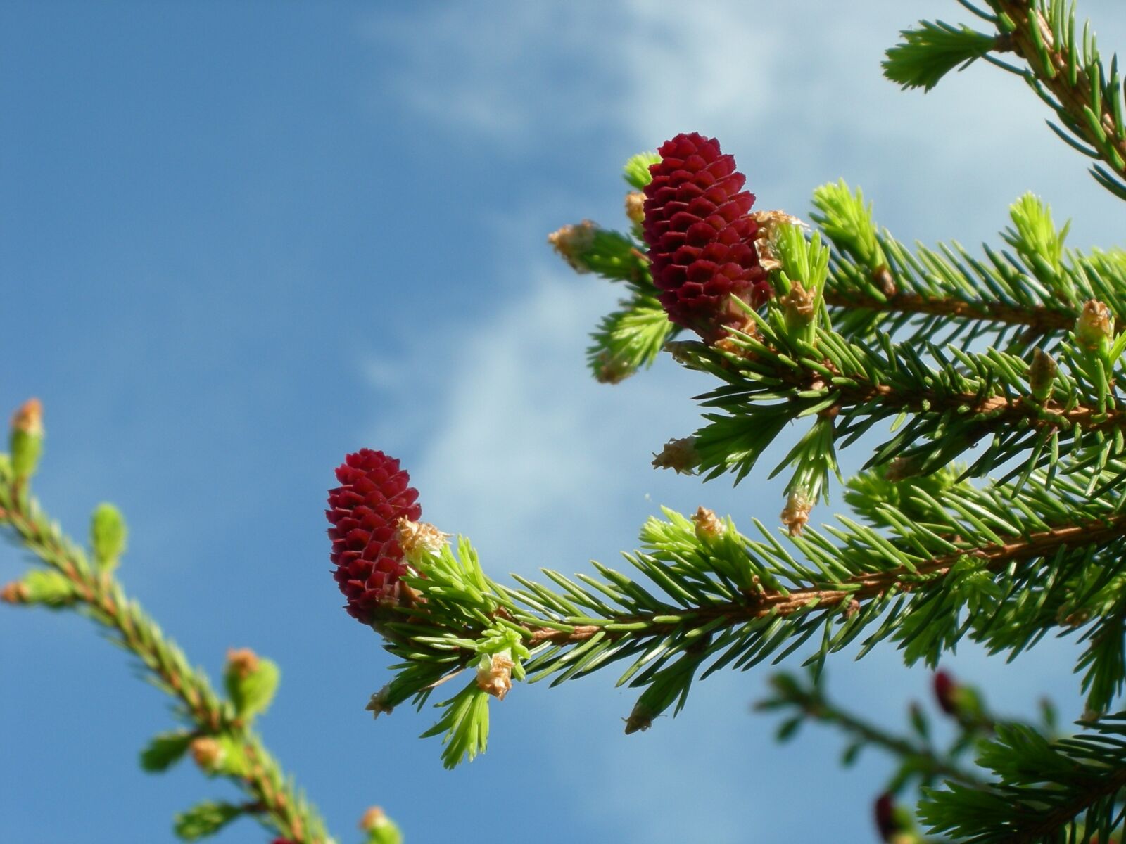 Nikon COOLPIX P2 sample photo. Pinecones, spruce, our photography