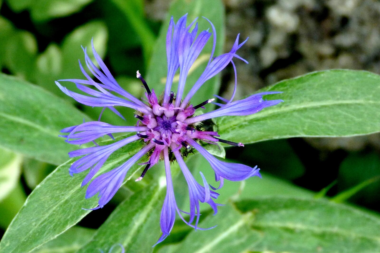 Panasonic Lumix DMC-FZ40 (Lumix DMC-FZ45) sample photo. Flowers, nature, macro photography