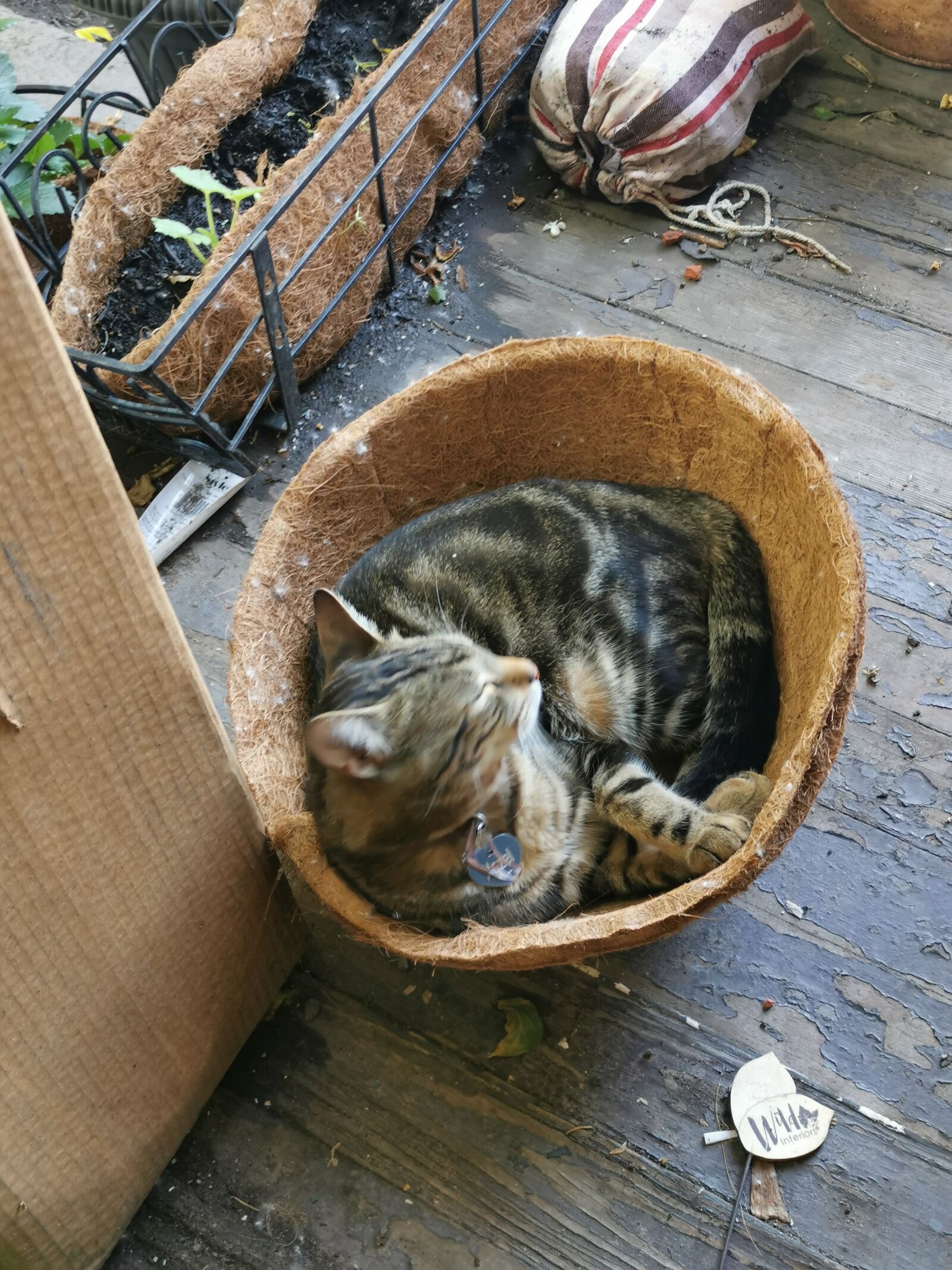 HUAWEI P30 sample photo. Cat, nap, pot photography