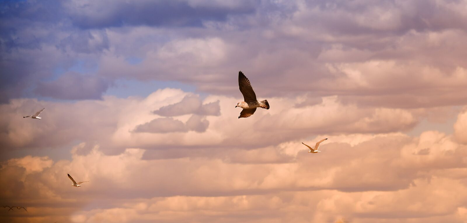 Canon EOS 650D (EOS Rebel T4i / EOS Kiss X6i) sample photo. Birds, seagull, flight photography