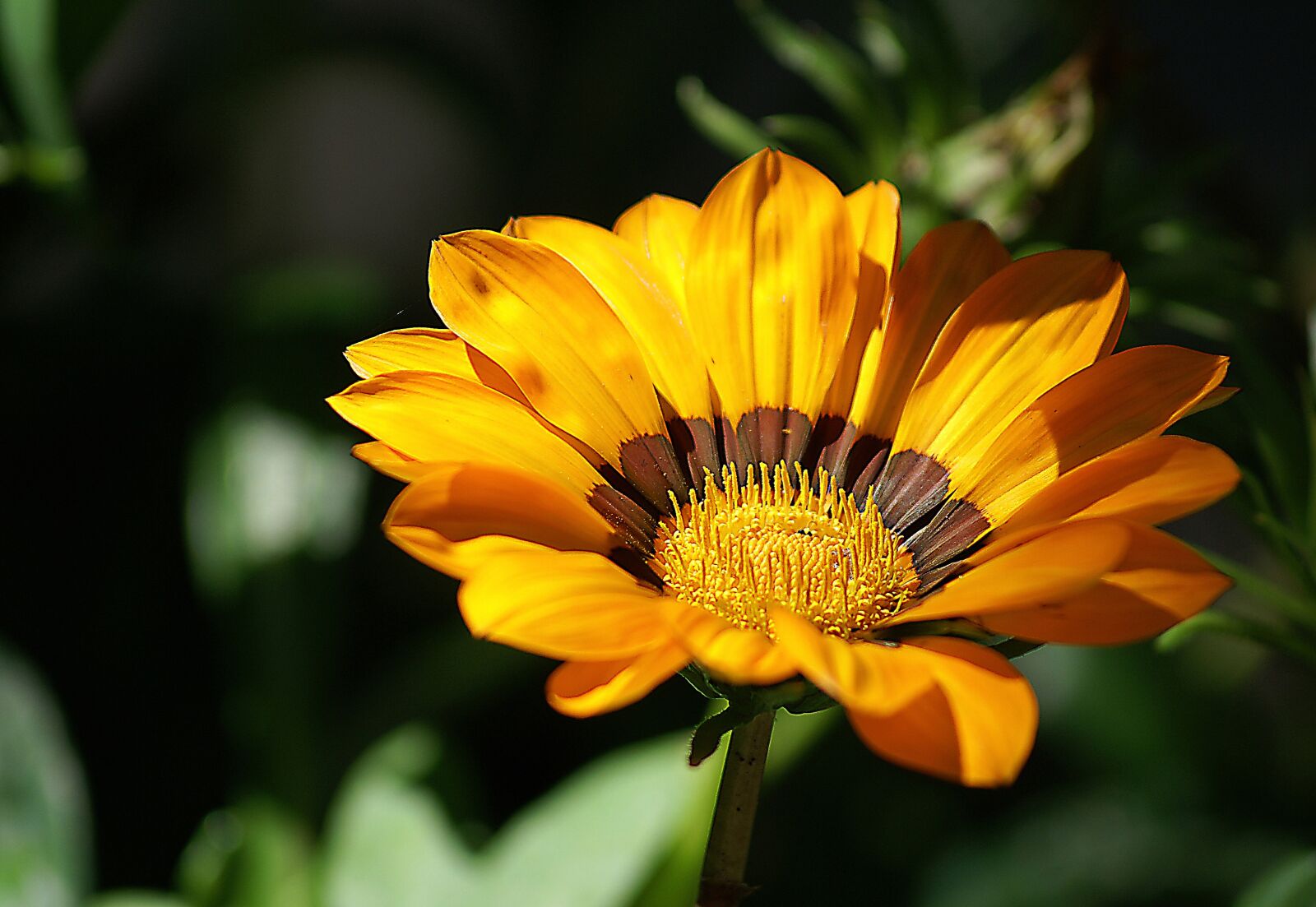Sony Alpha DSLR-A100 sample photo. Flower, yellow flowers, plant photography