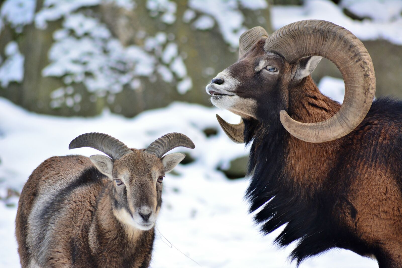 Nikon D5200 sample photo. Mouflon, winter, deer park photography