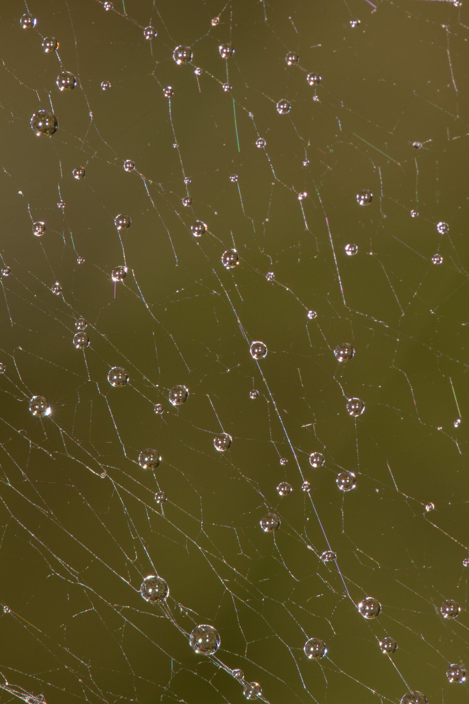 Canon EOS 70D sample photo. Web, dew, cobweb photography