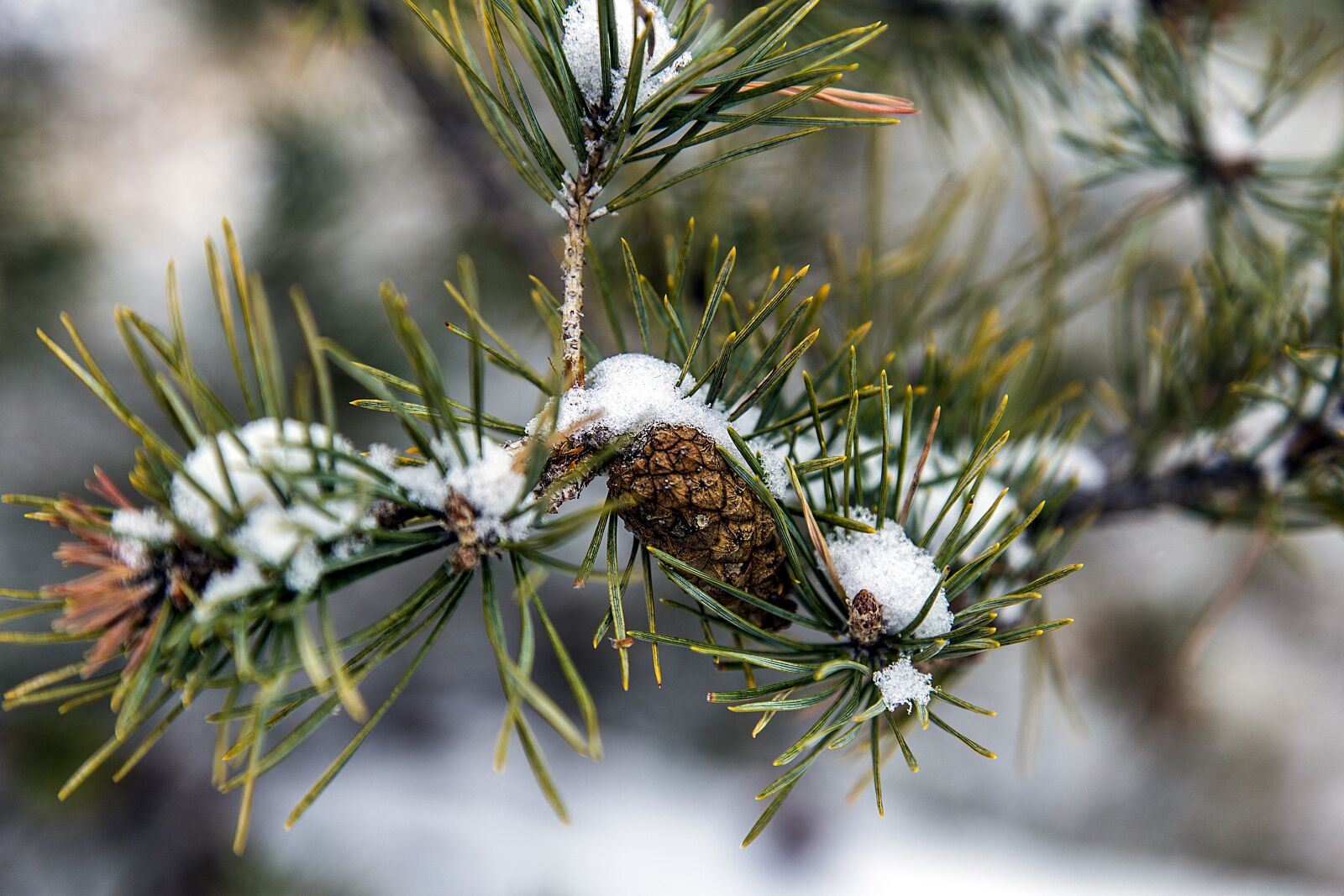 Canon EOS 6D + Canon EF 24-105mm F4L IS USM sample photo. Tree, pine, needles photography