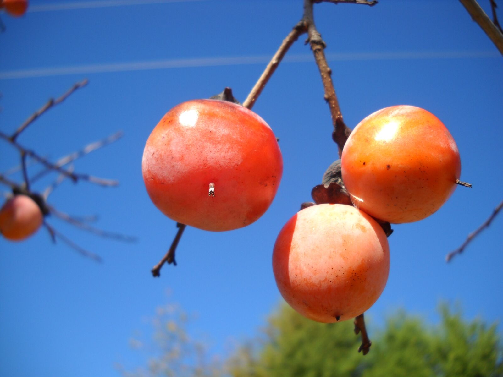 Nikon Coolpix L20 sample photo. Persimmon, fruit, autumn photography