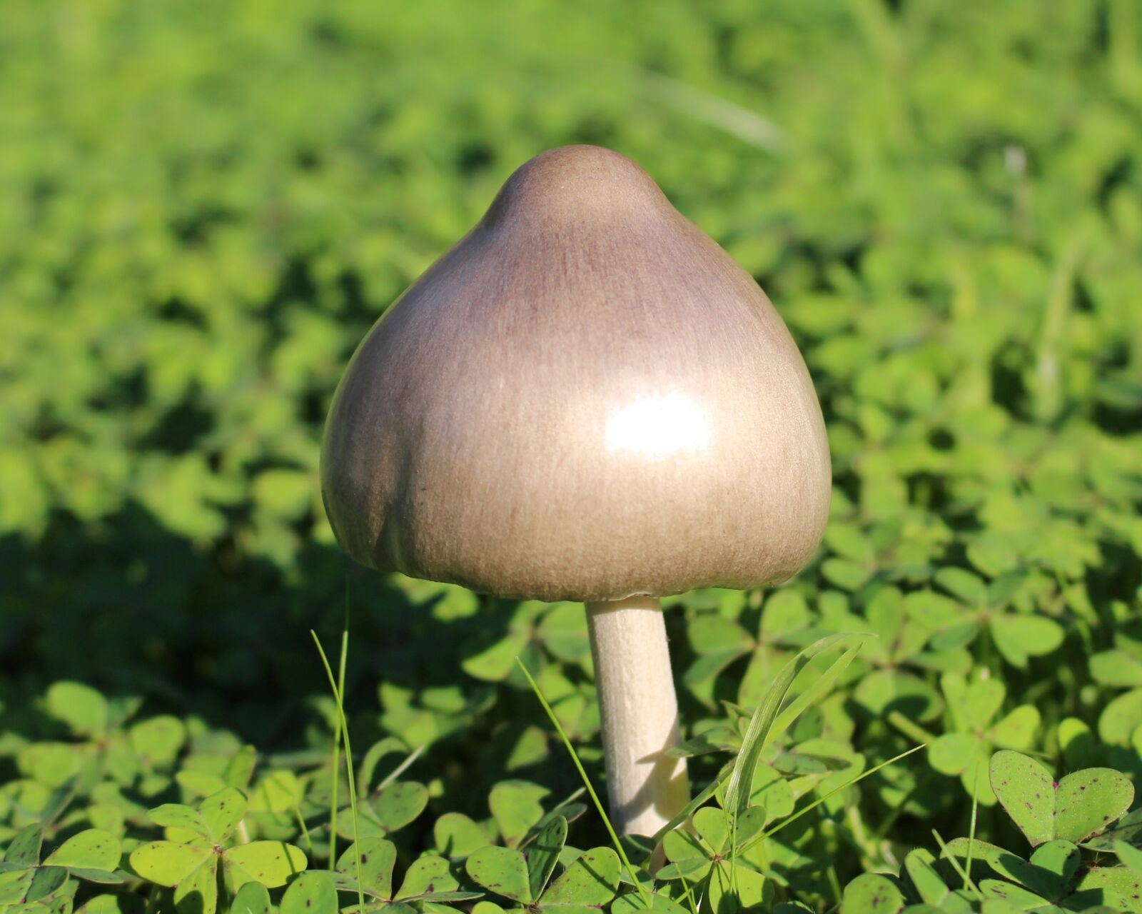 Canon EOS 700D (EOS Rebel T5i / EOS Kiss X7i) sample photo. Mushroom, toadstool, silver coloured photography