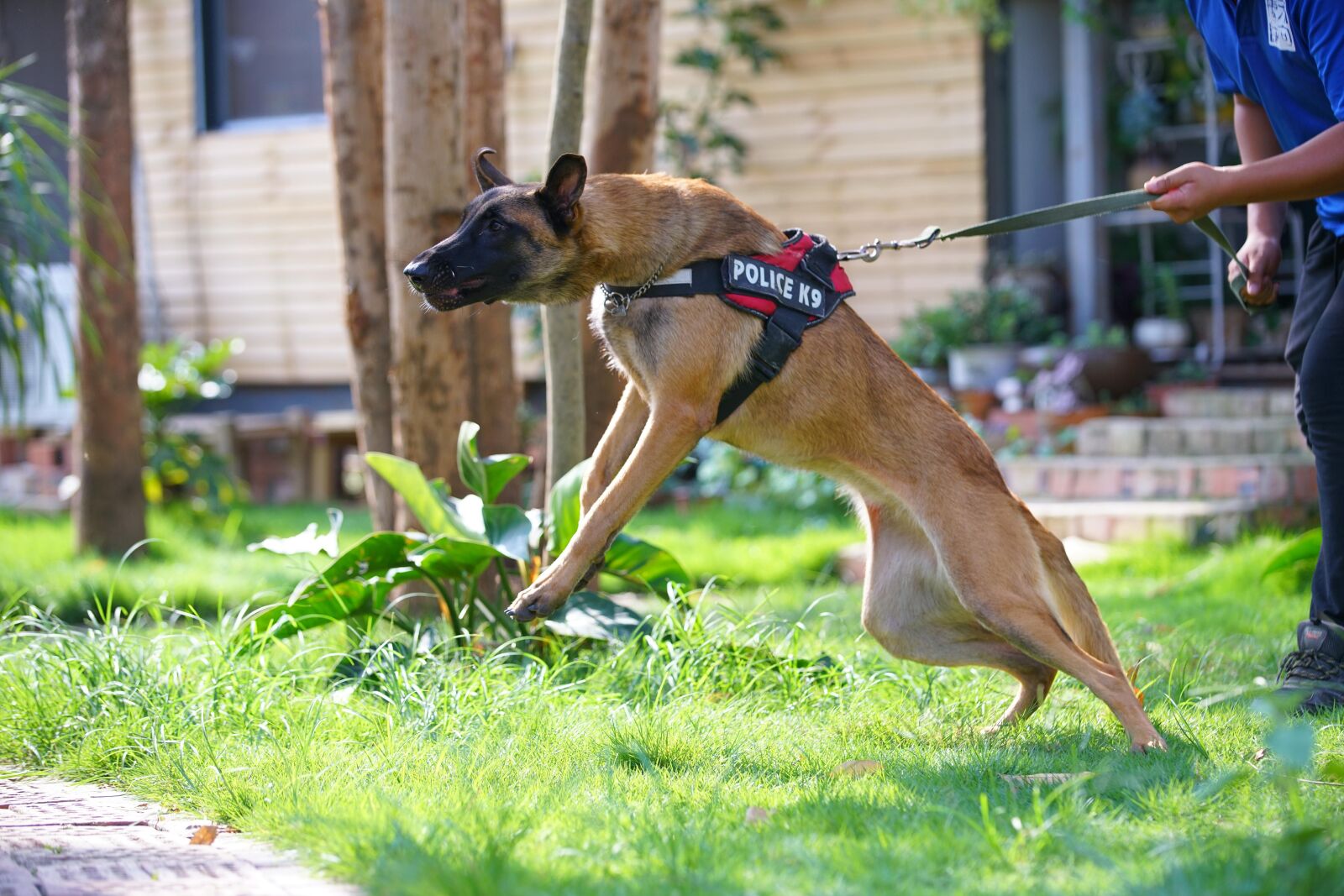 Sony a7R II + Sigma 70-200mm F2.8 EX DG HSM APO Macro sample photo. Guard dog, flutter bite photography