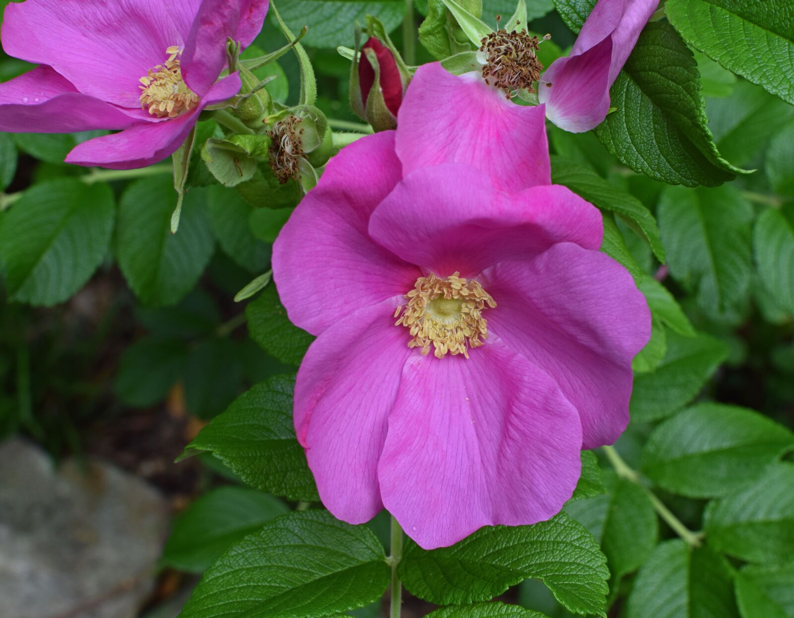 Nikon D3300 sample photo. Rose, rugosa rose with photography
