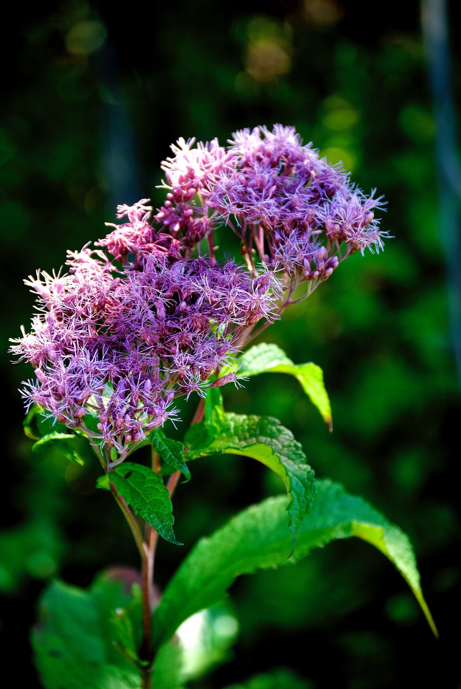Nikon D3000 sample photo. Flowers, purple, bloom photography