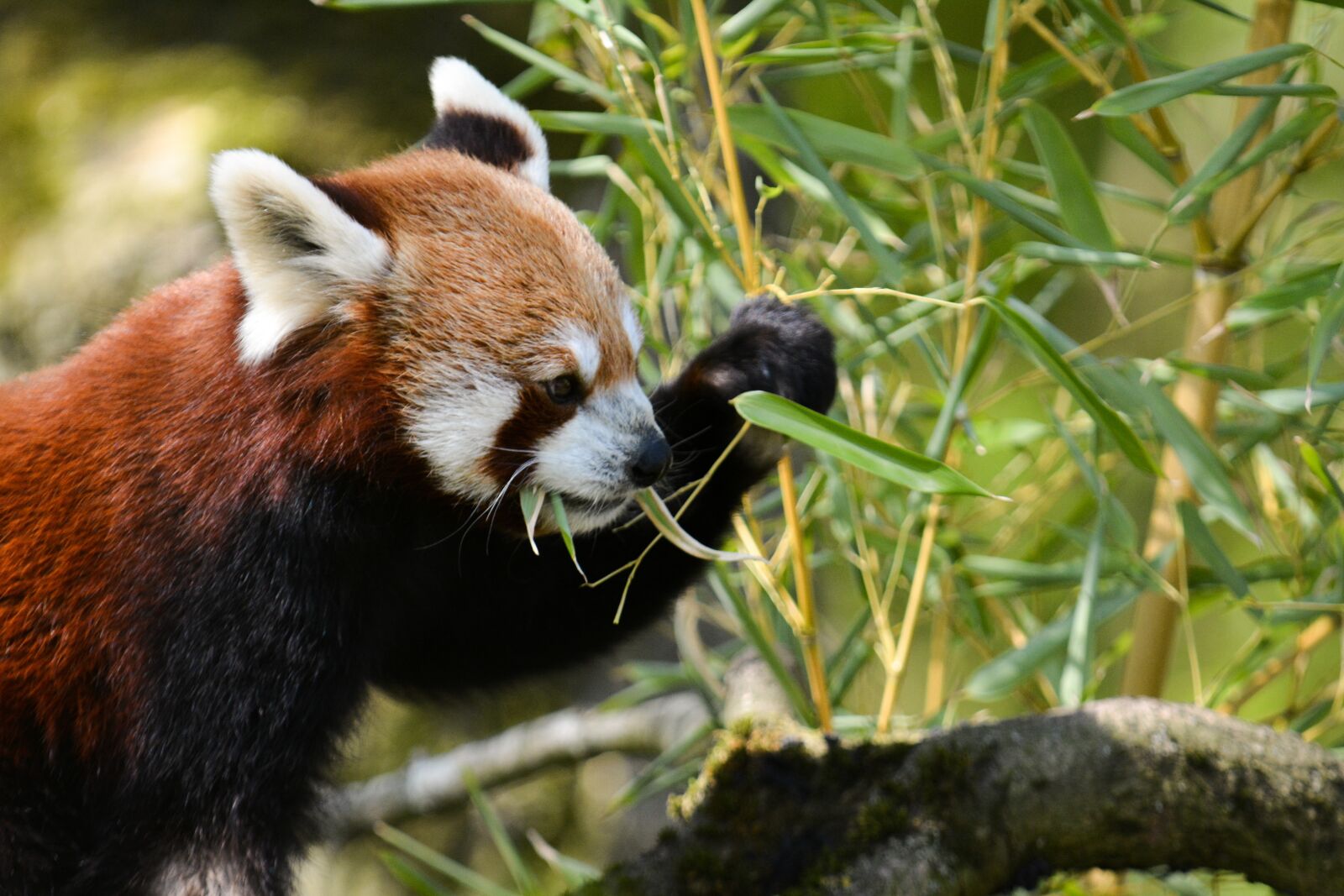 Nikon D7100 sample photo. Animal, animal world, mammal photography