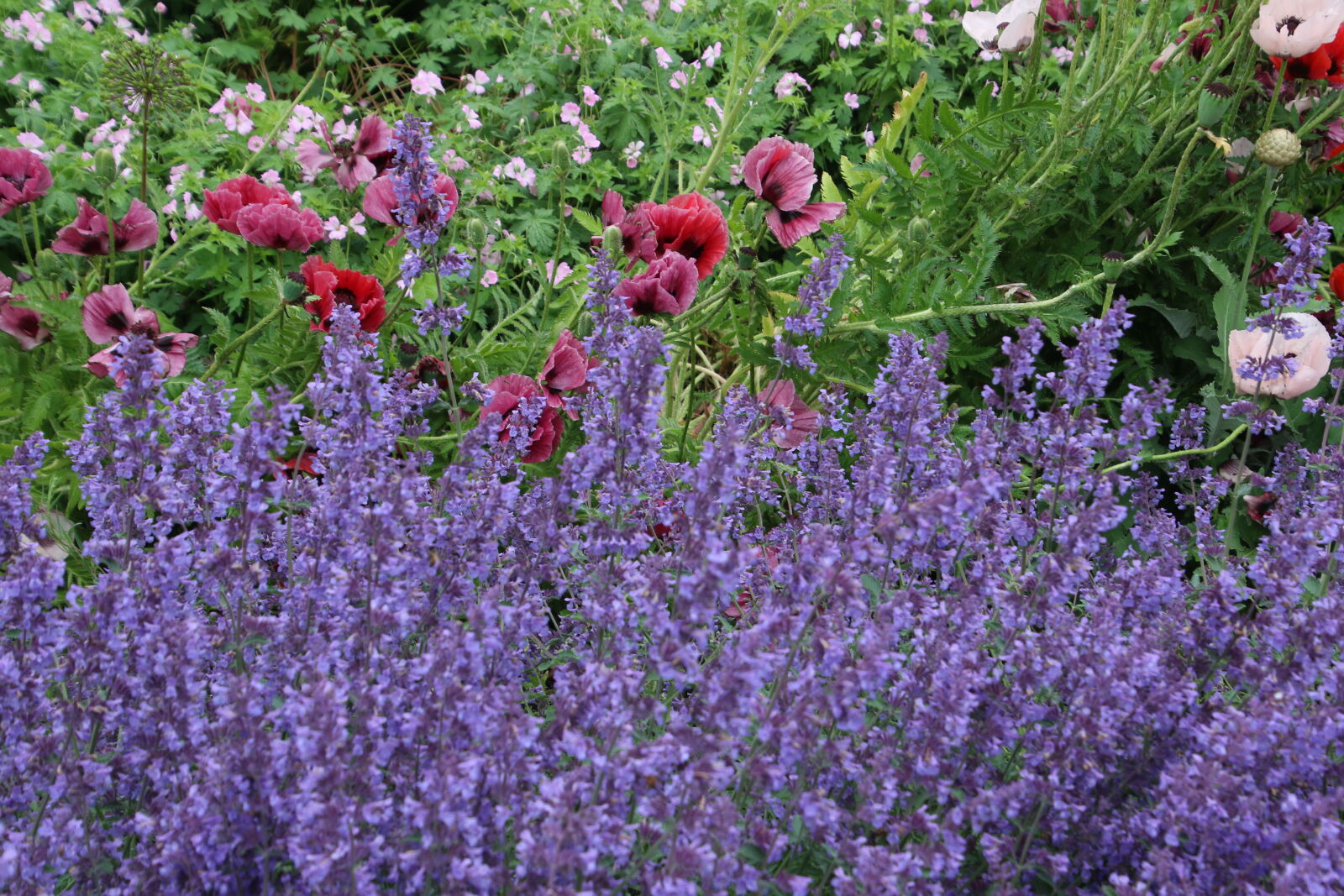 Canon EOS 7D Mark II sample photo. Colorful, colorful, garden, country photography