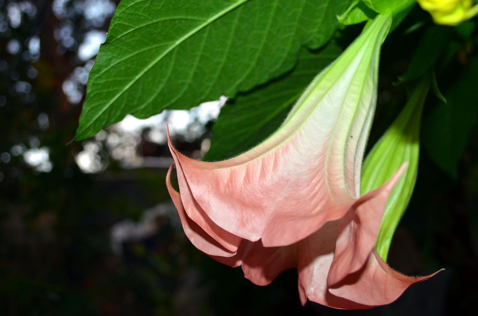 Nikon D5100 sample photo. Bell, flower, jimson weed photography