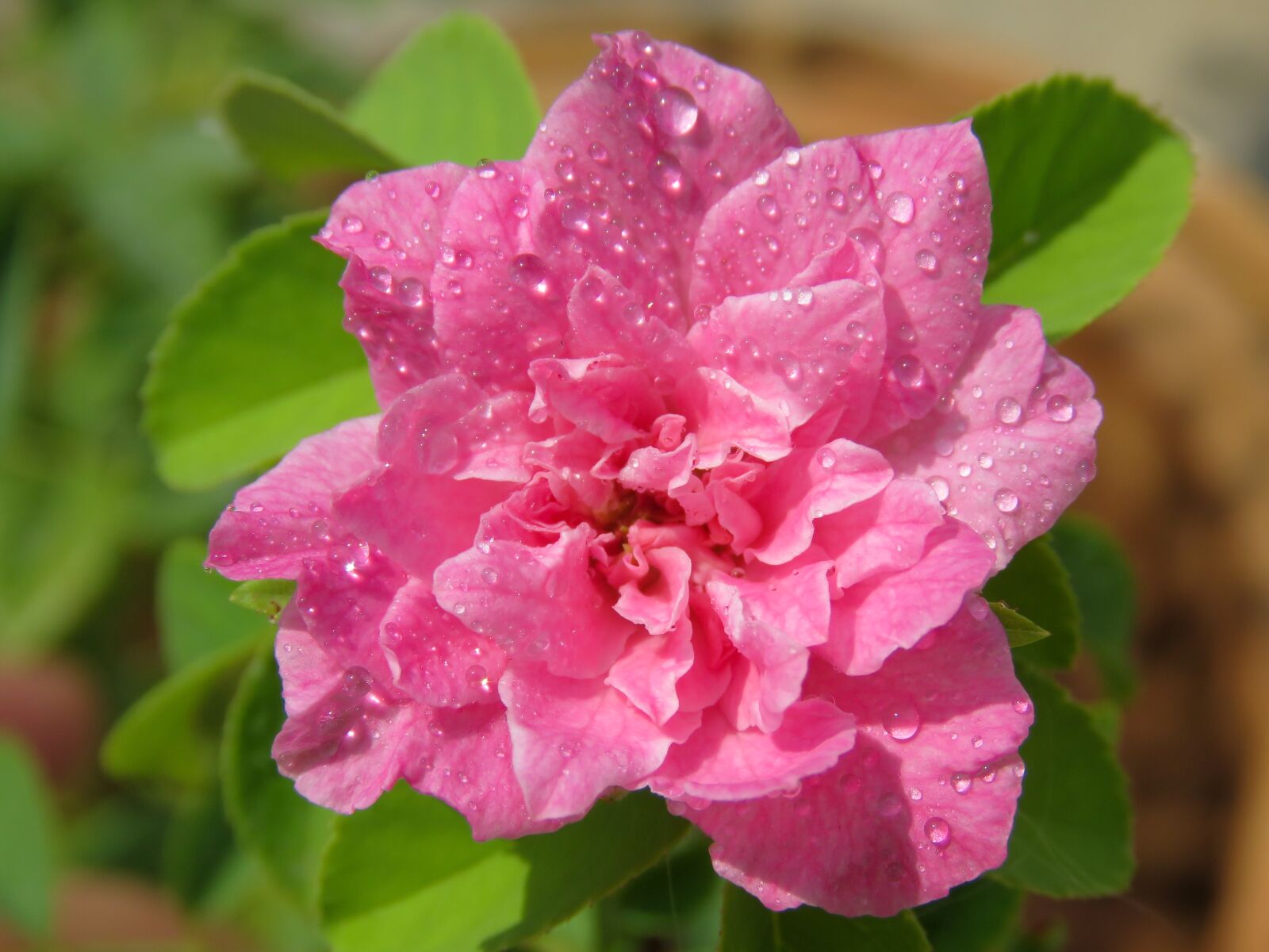 Canon PowerShot SX60 HS sample photo. Cute little rose, little photography