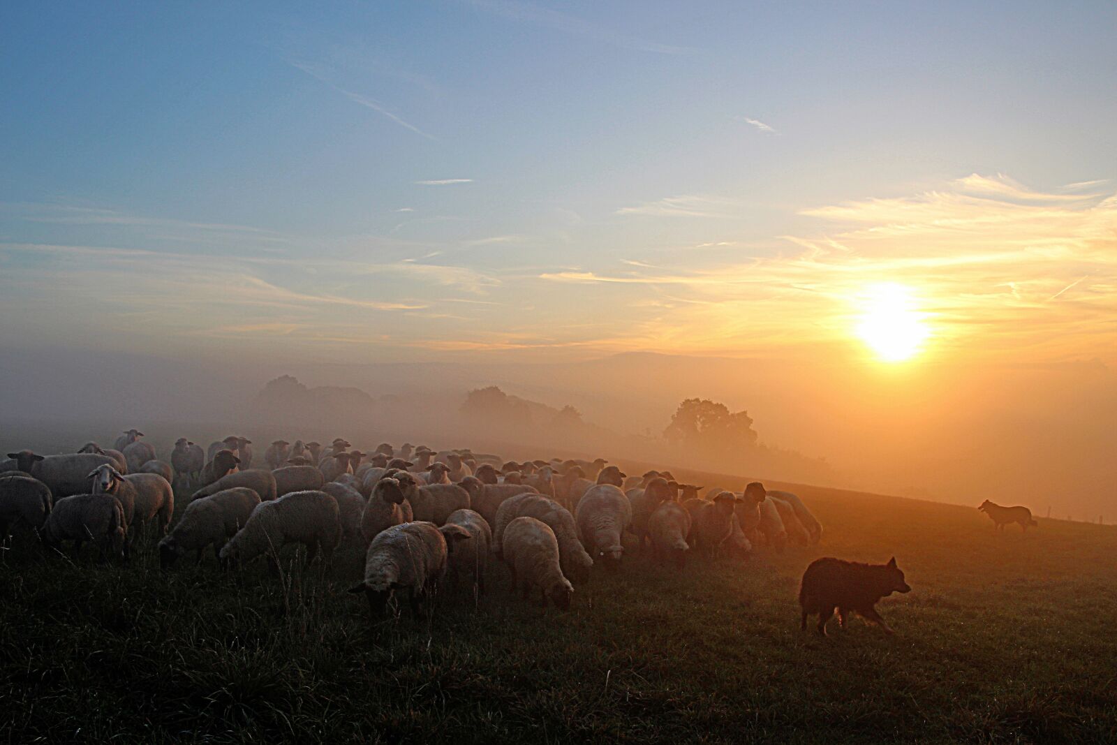 Canon EOS 700D (EOS Rebel T5i / EOS Kiss X7i) sample photo. Flock of sheep, shepherd photography