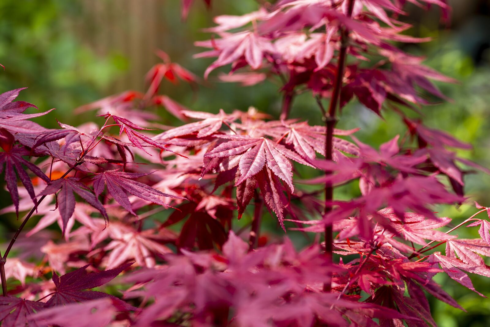 Canon EOS 6D sample photo. Acer, acer palmatum, maple photography