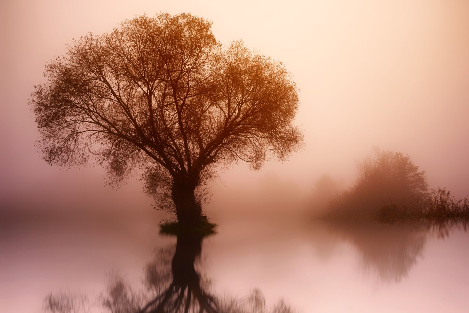 Sony a7 + Sony DT 50mm F1.8 SAM sample photo. Tree, nature, dawn photography