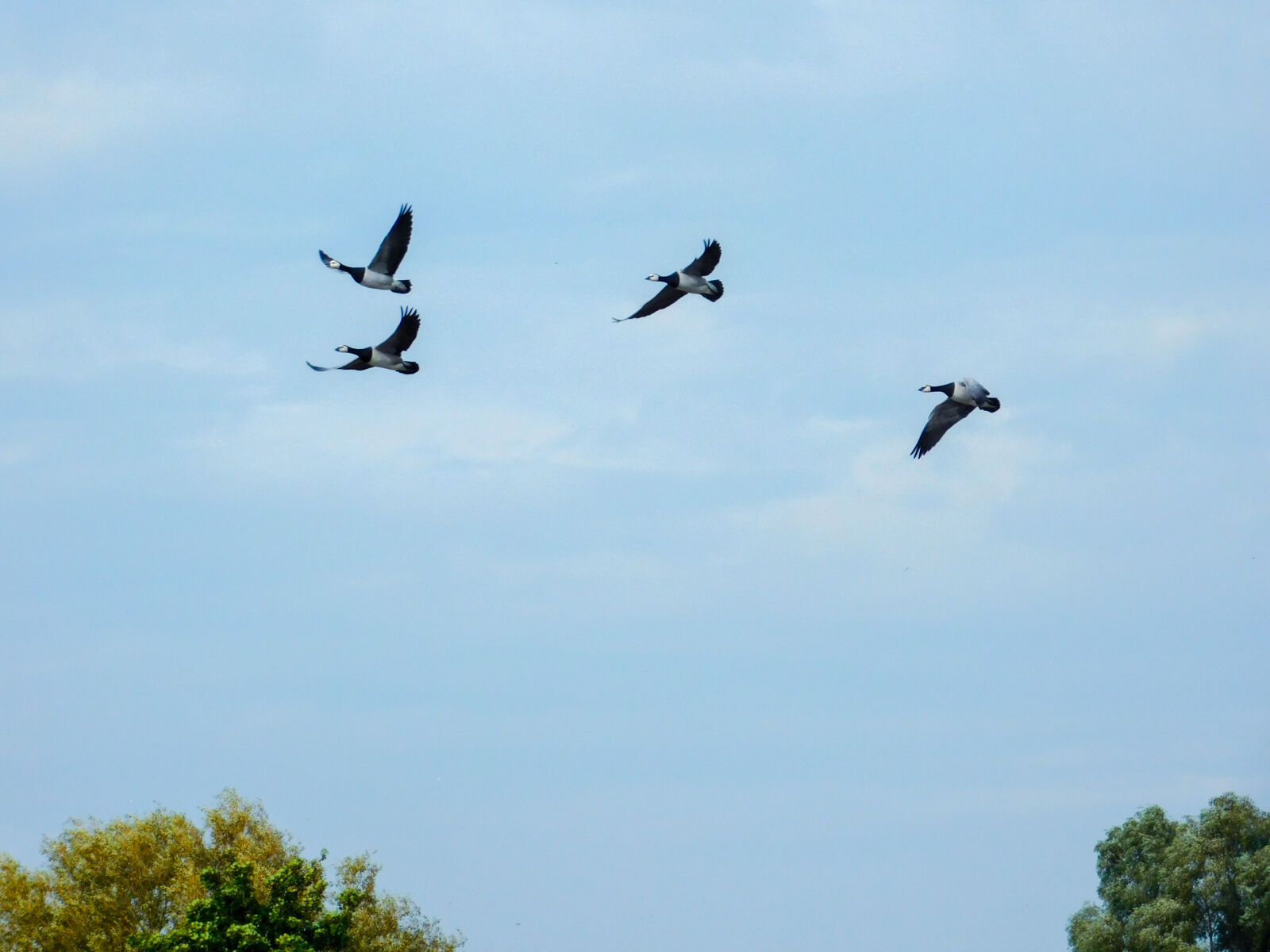 Nikon Coolpix L840 sample photo. Birds, blue, sky, flying photography