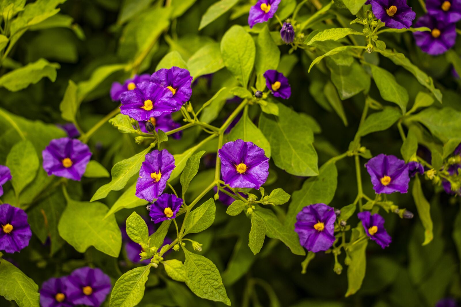 Canon EOS 7D Mark II sample photo. Flowers, nature, blossom photography