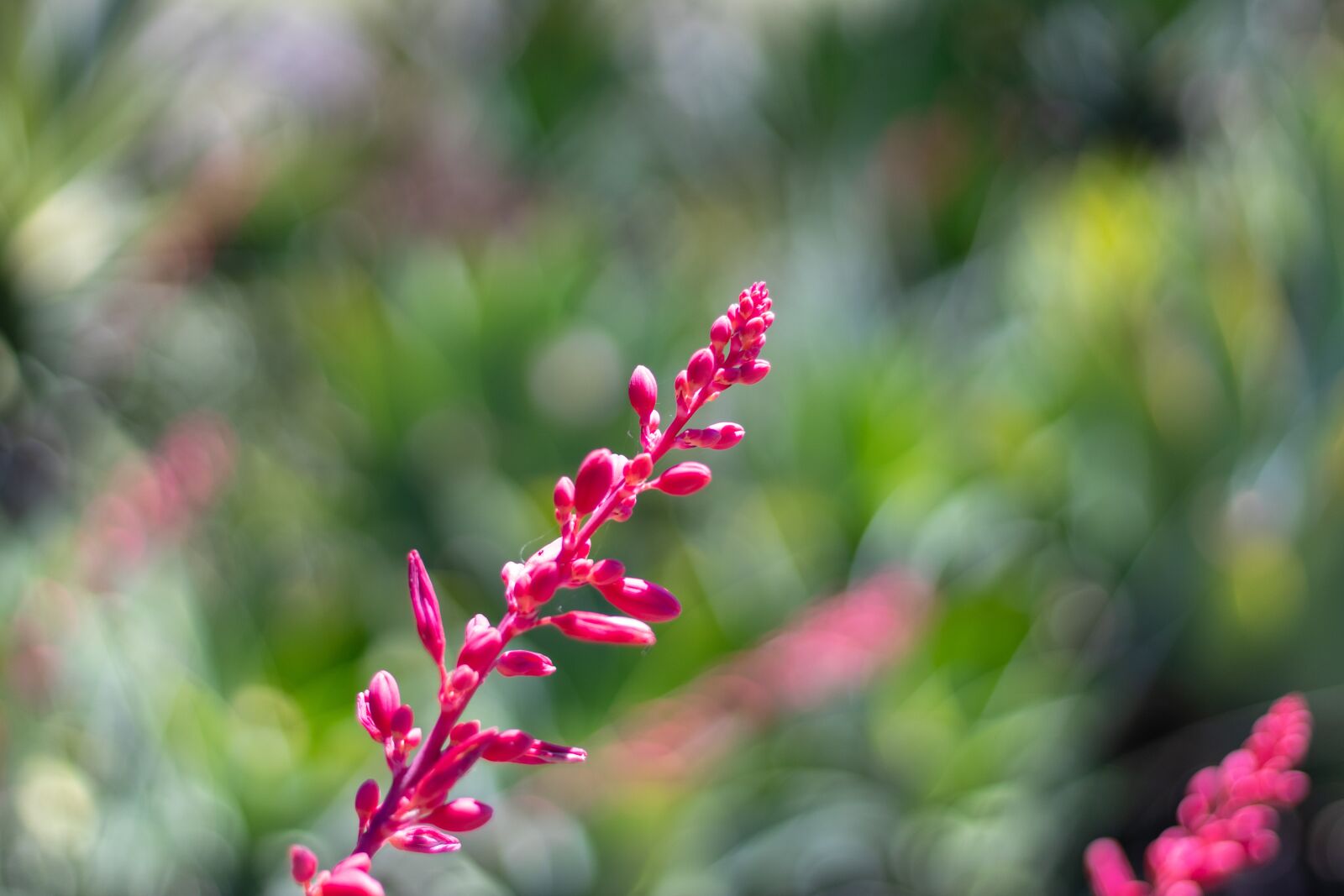 Canon EF 50mm F1.8 STM sample photo. Flower, nature, pink photography