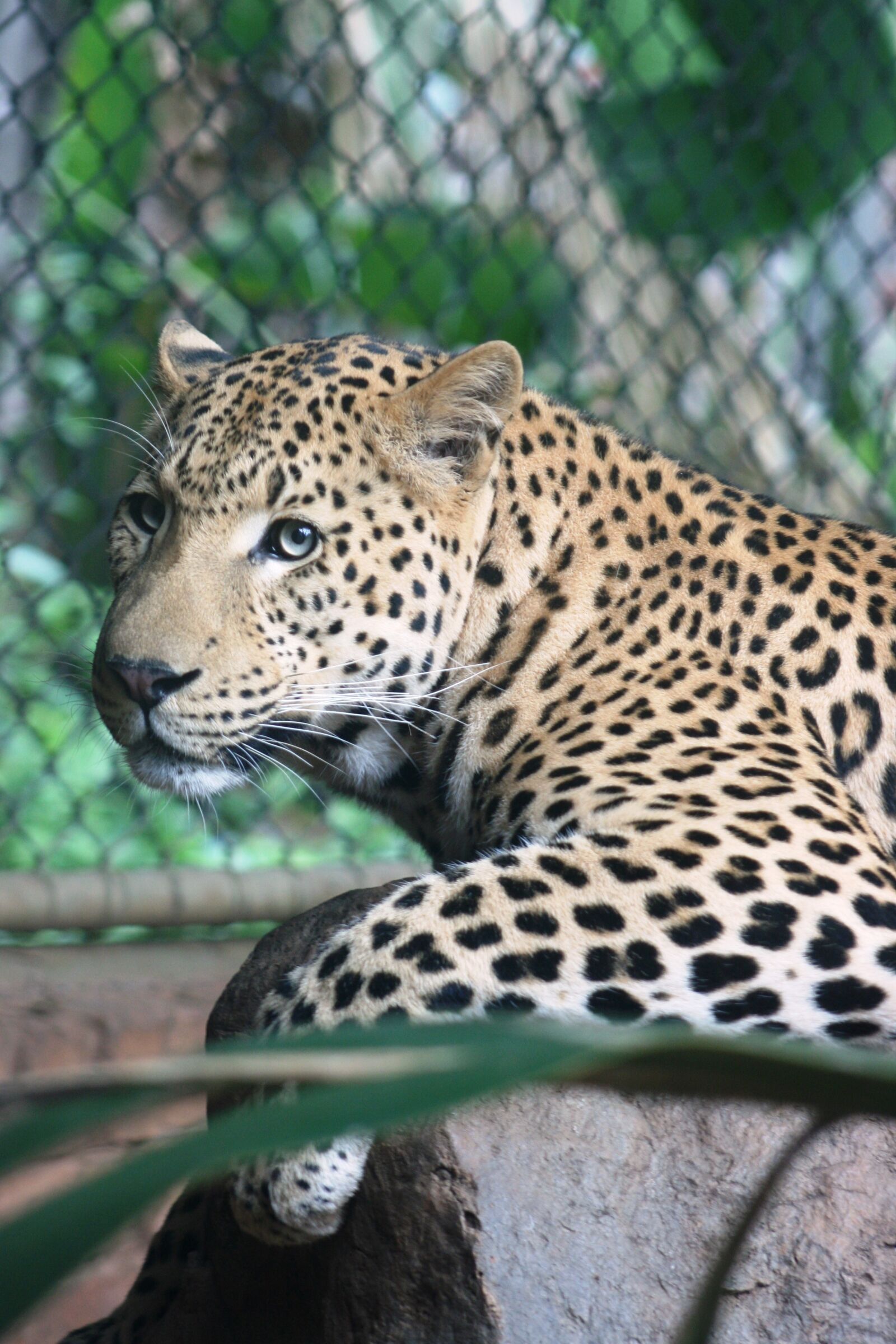 Canon EOS 400D (EOS Digital Rebel XTi / EOS Kiss Digital X) sample photo. Leopard, spots, eyes photography