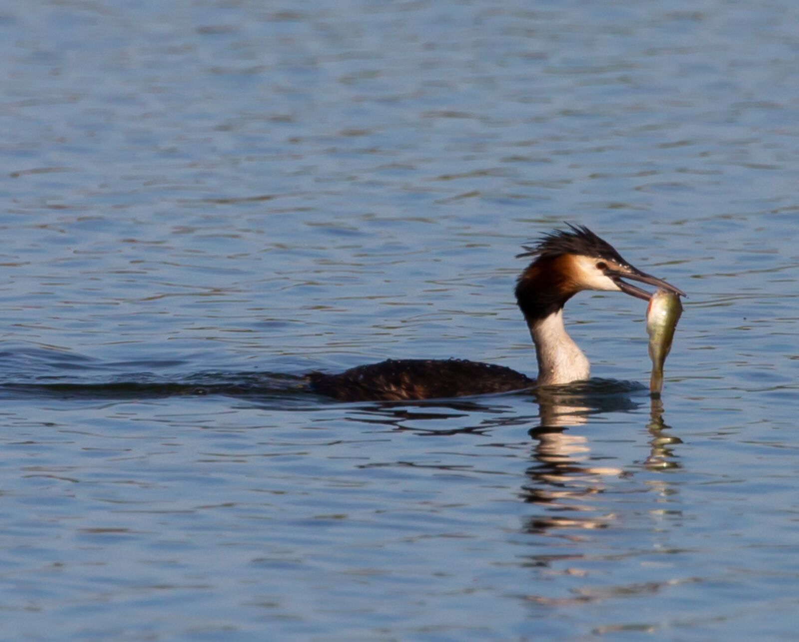 Canon EOS 5D Mark III sample photo. Grebe with fish, crested photography