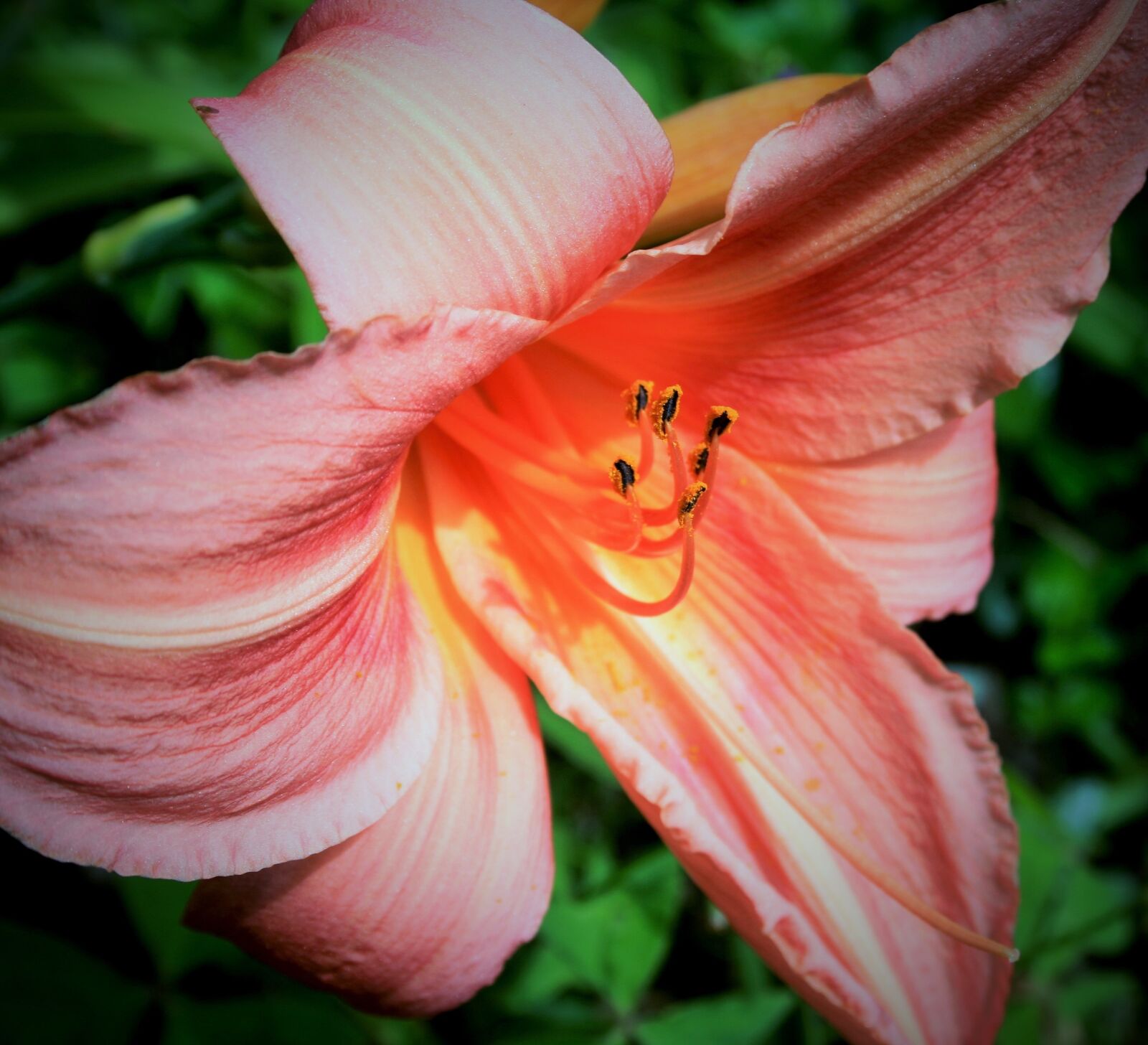 Canon EOS 400D (EOS Digital Rebel XTi / EOS Kiss Digital X) sample photo. Day lily, flower, lily photography