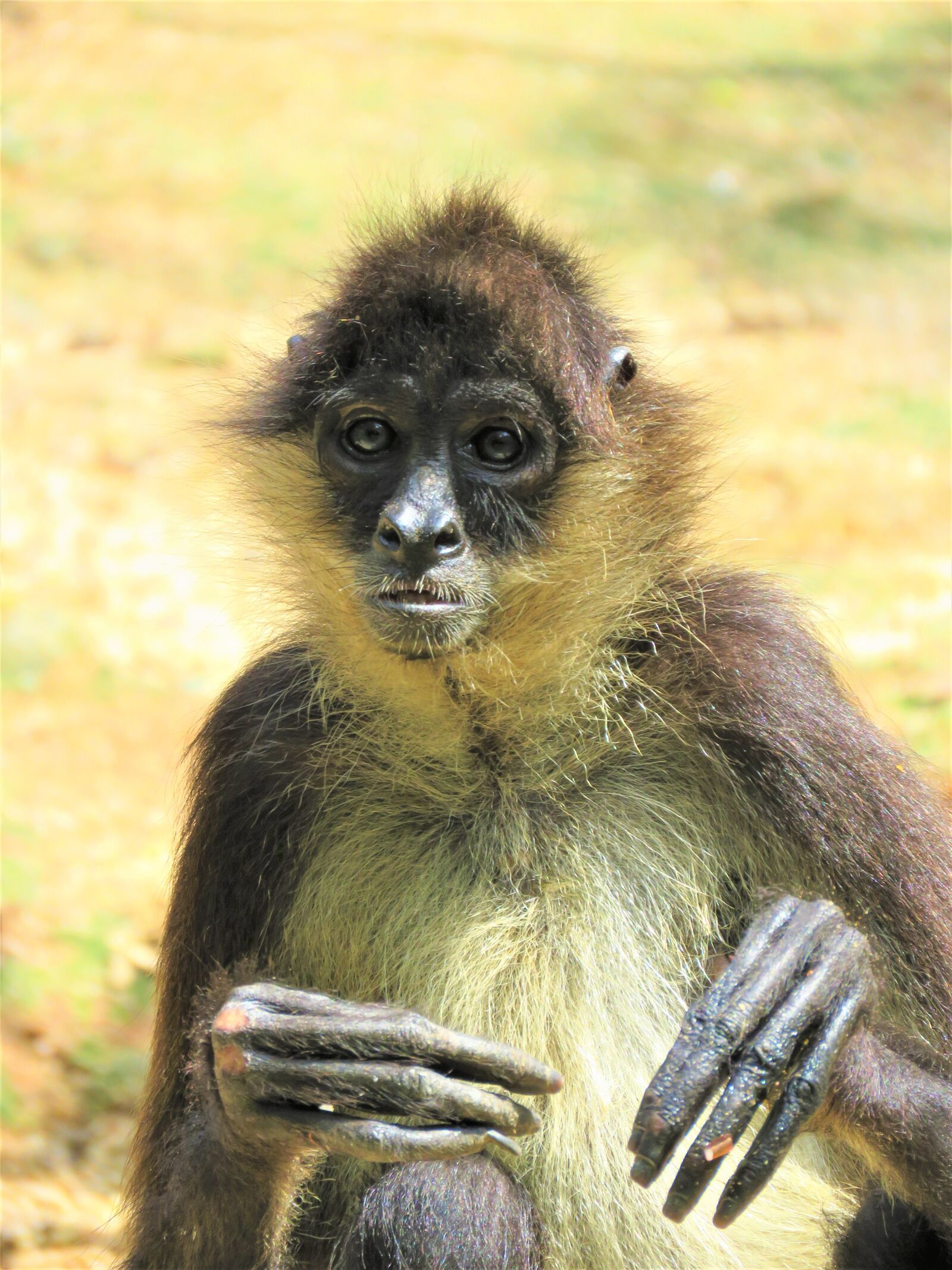 Canon PowerShot SX60 HS sample photo. Spider monkey, monkey, primate photography