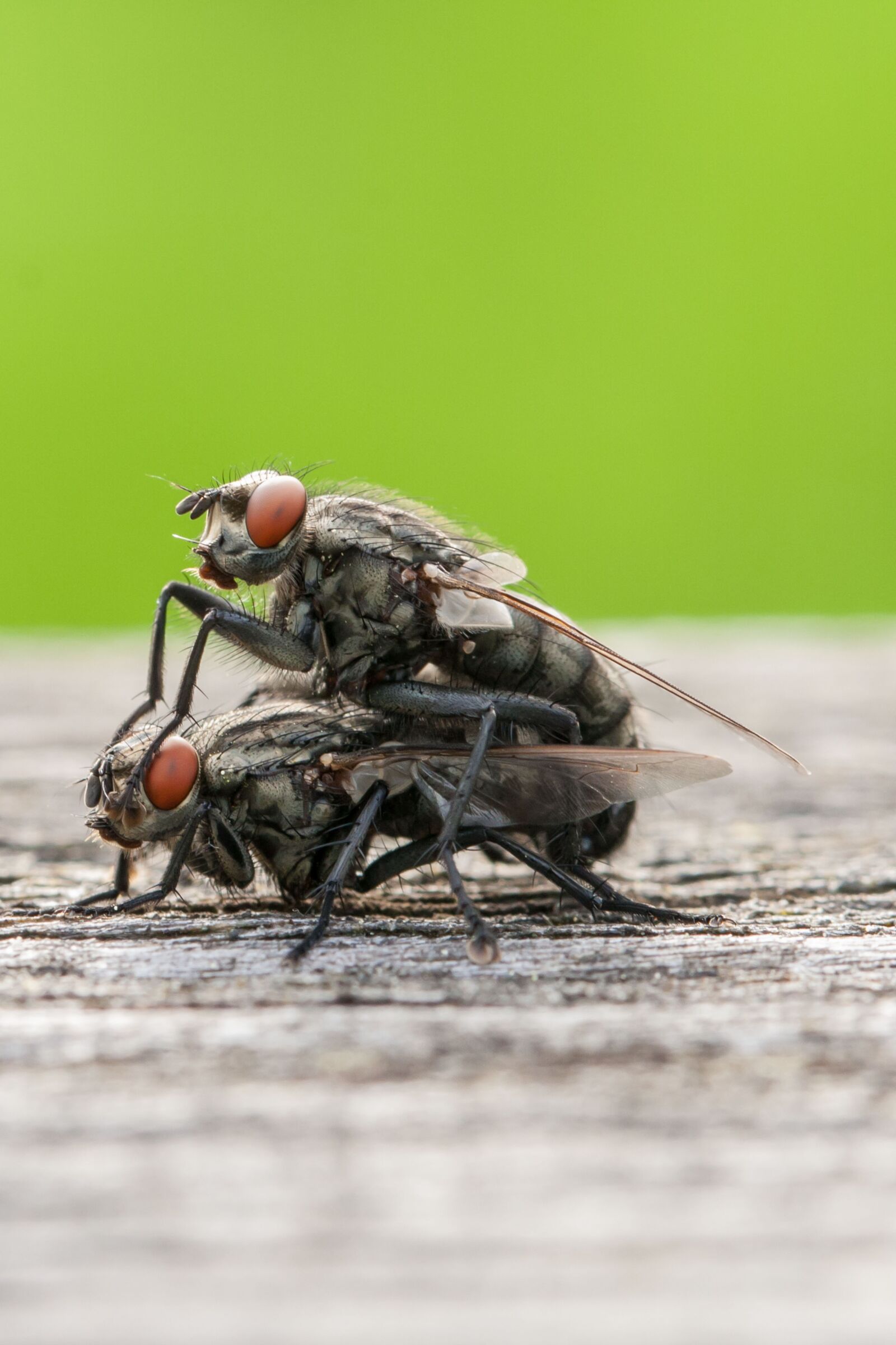 Canon EOS 40D sample photo. Macro, insect, flying photography