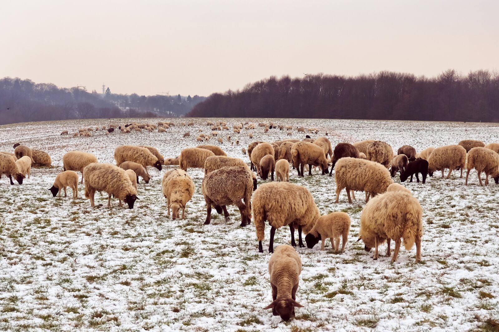 Olympus OM-D E-M10 sample photo. Sheep, animals, lamb photography