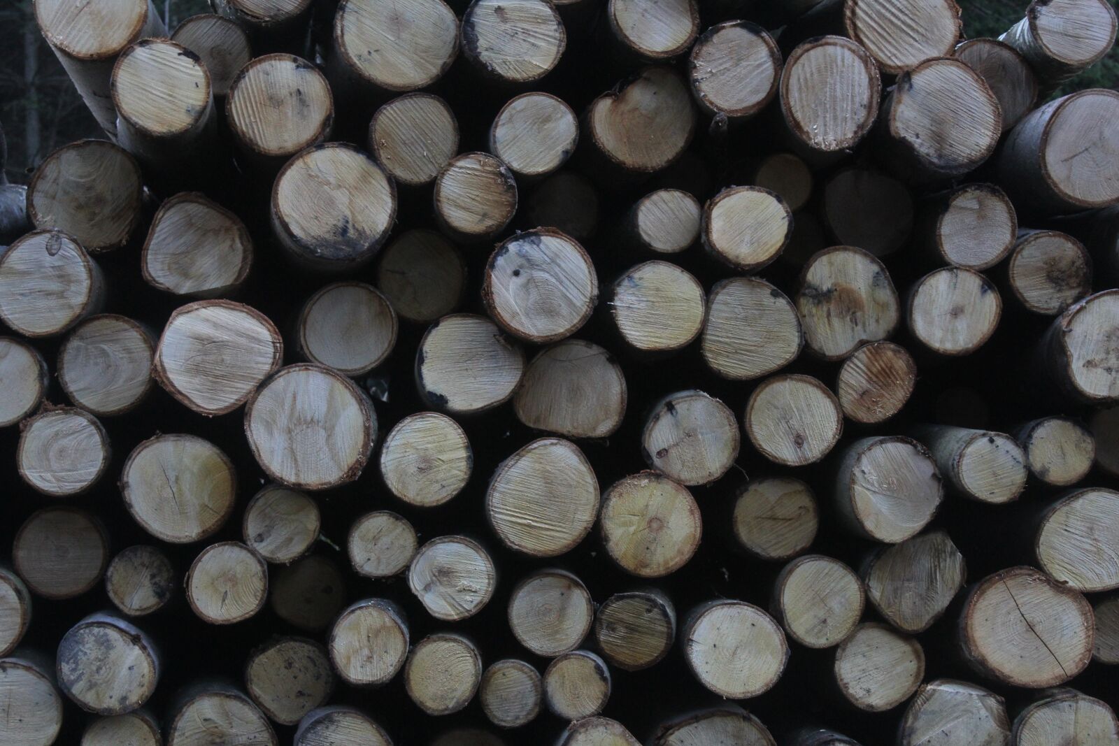 Canon EF-S 18-55mm F3.5-5.6 III sample photo. Wood, logs, forest photography