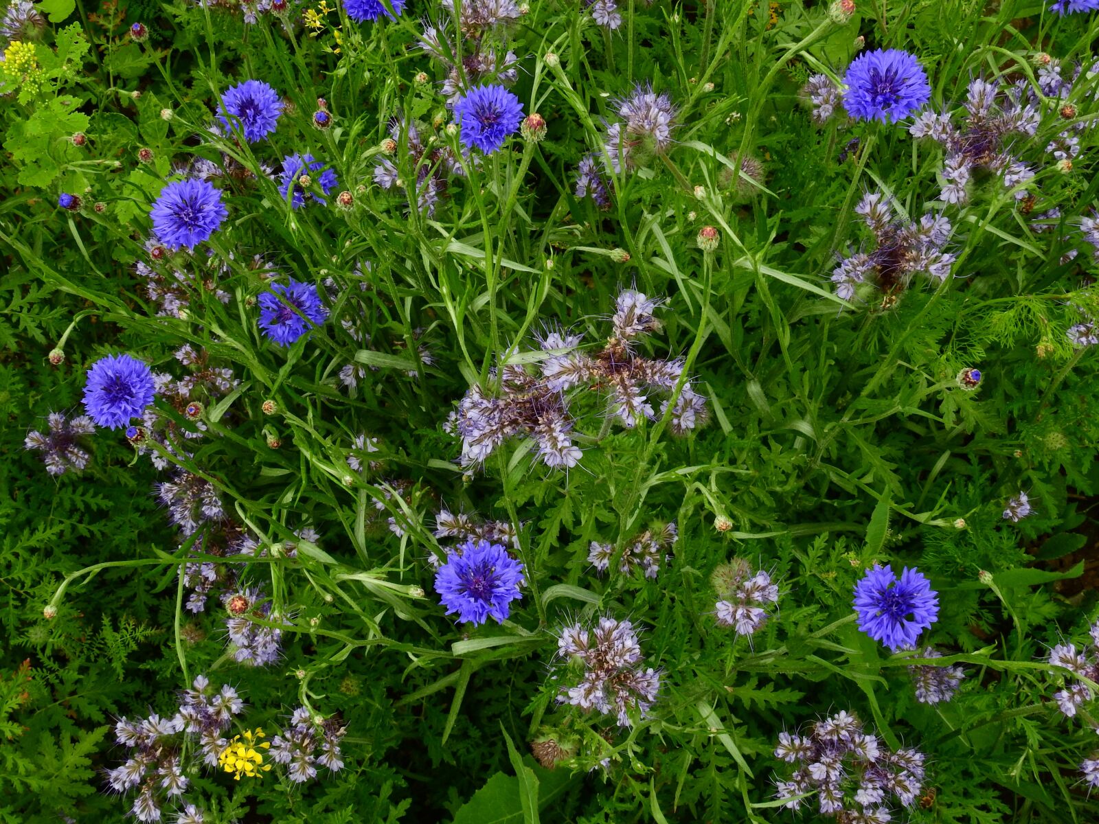 Nikon Coolpix P900 sample photo. Meadow, flower meadow, summer photography