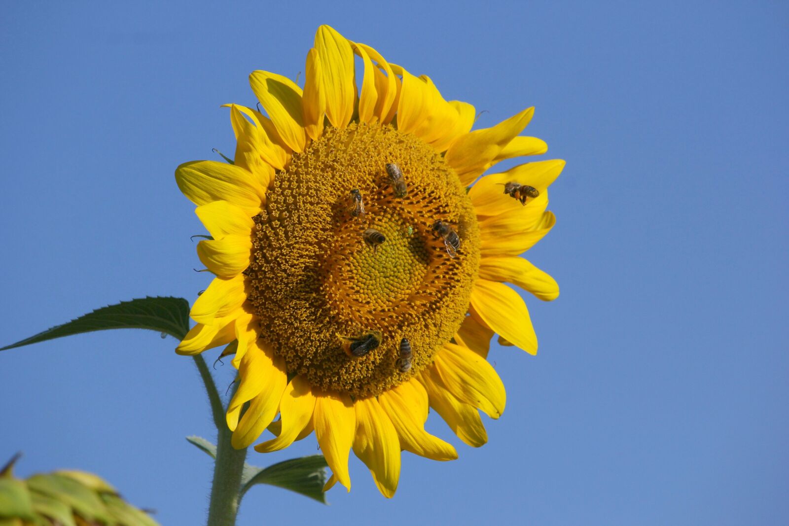 Canon EOS 60D + Canon EF-S 55-250mm F4-5.6 IS STM sample photo. Sunflower, bees, insect photography