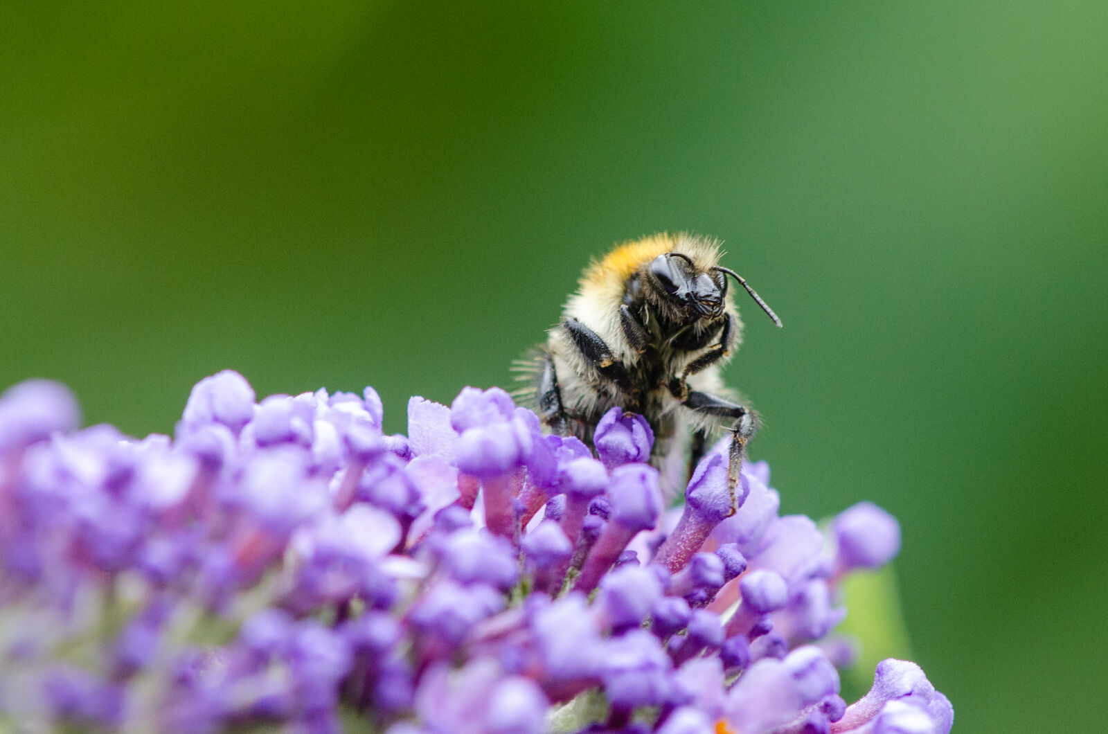 Nikon D7000 + Sigma APO Tele Macro 300mm F4 sample photo