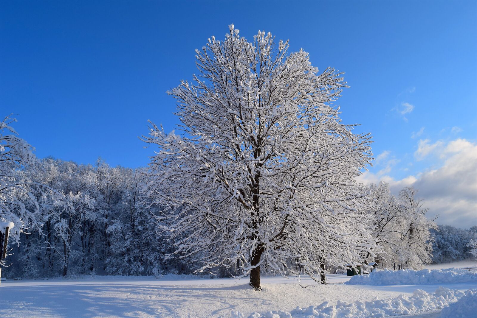 Nikon D3300 sample photo. Snow, tree, winter photography