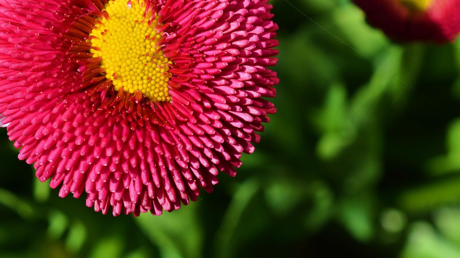 Nikon D5200 sample photo. Flower, blossom, bloom photography