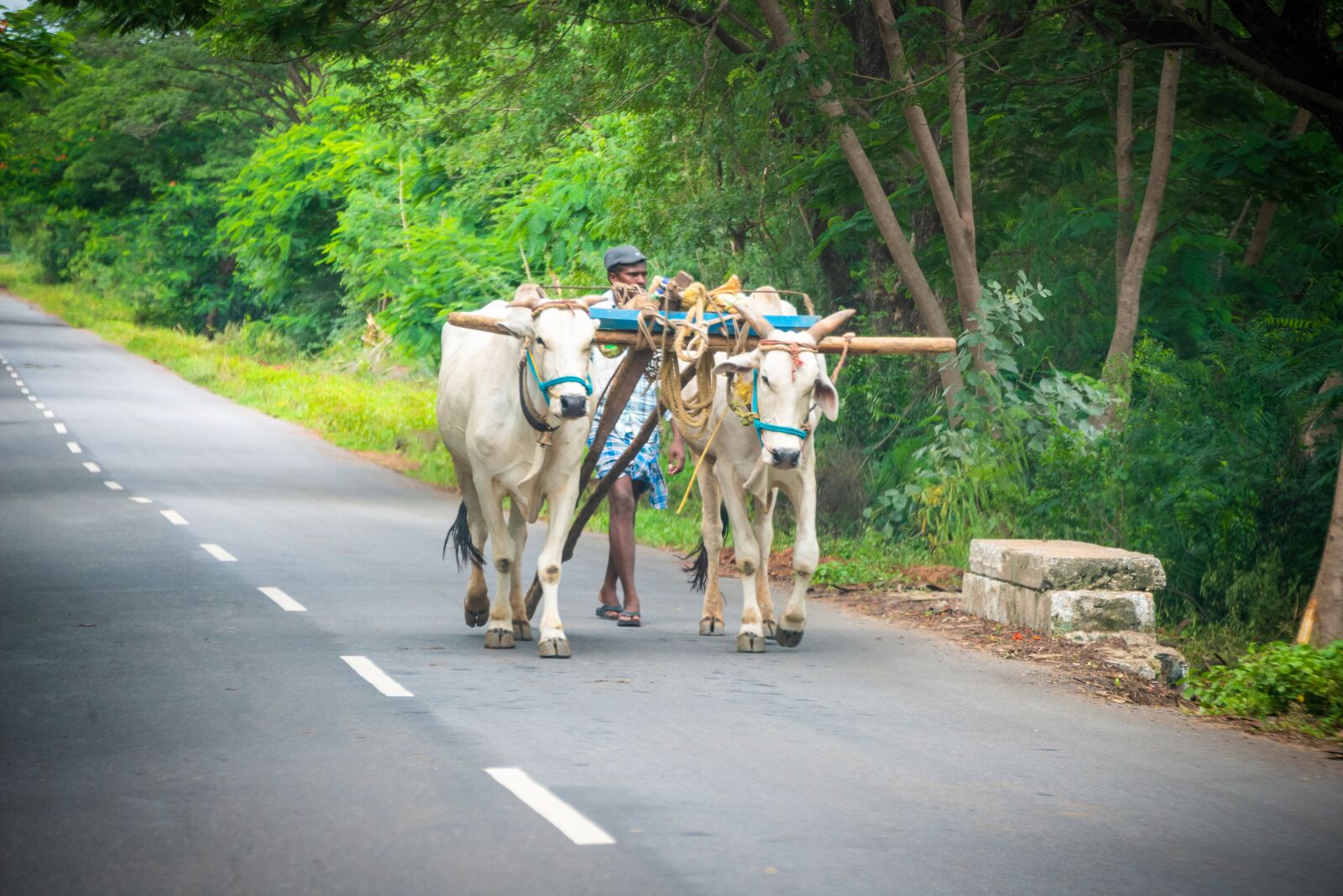 Nikon D800 sample photo. Farmer, bullock, cart photography