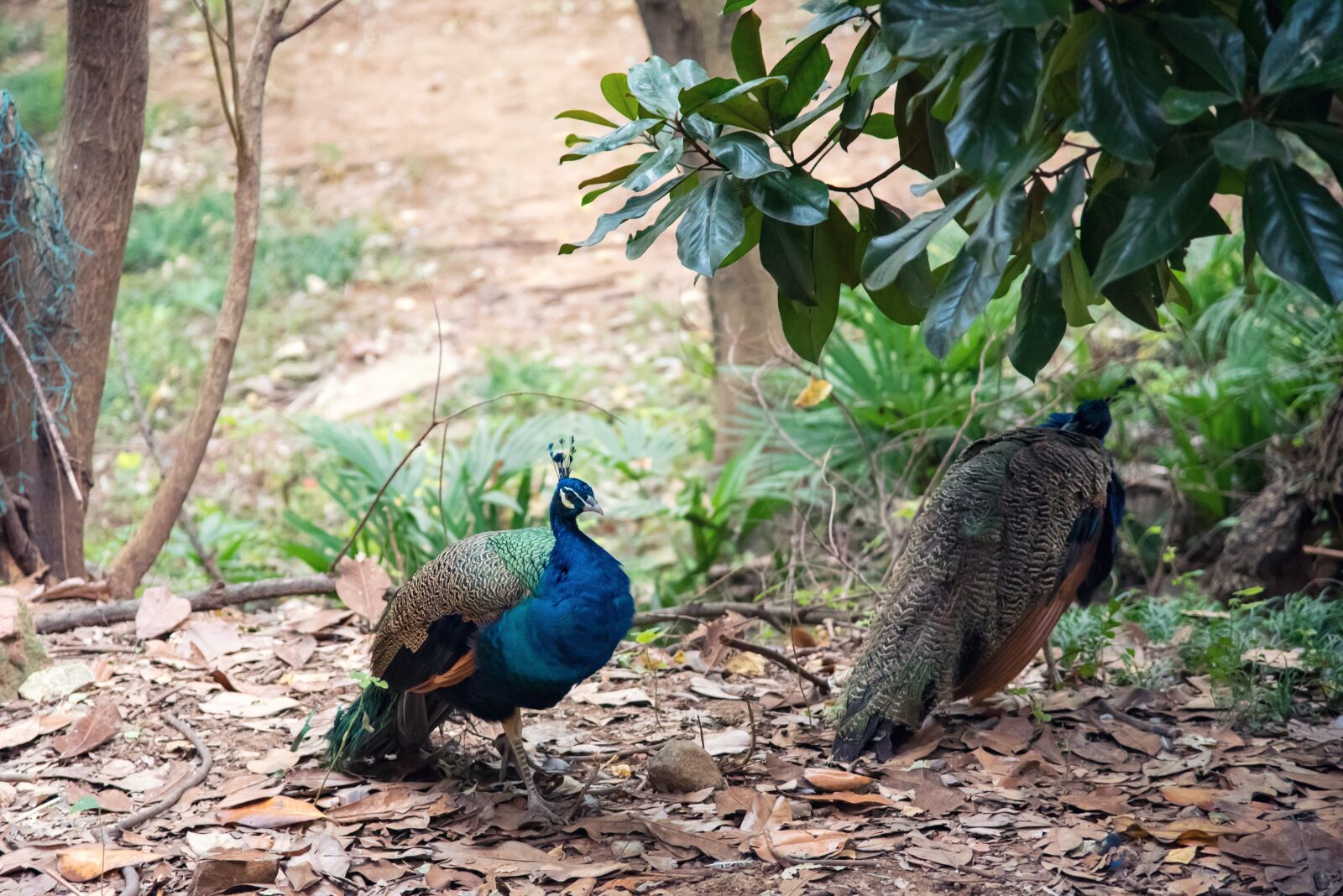 Nikon D750 sample photo. Animal, peacock, zoo photography