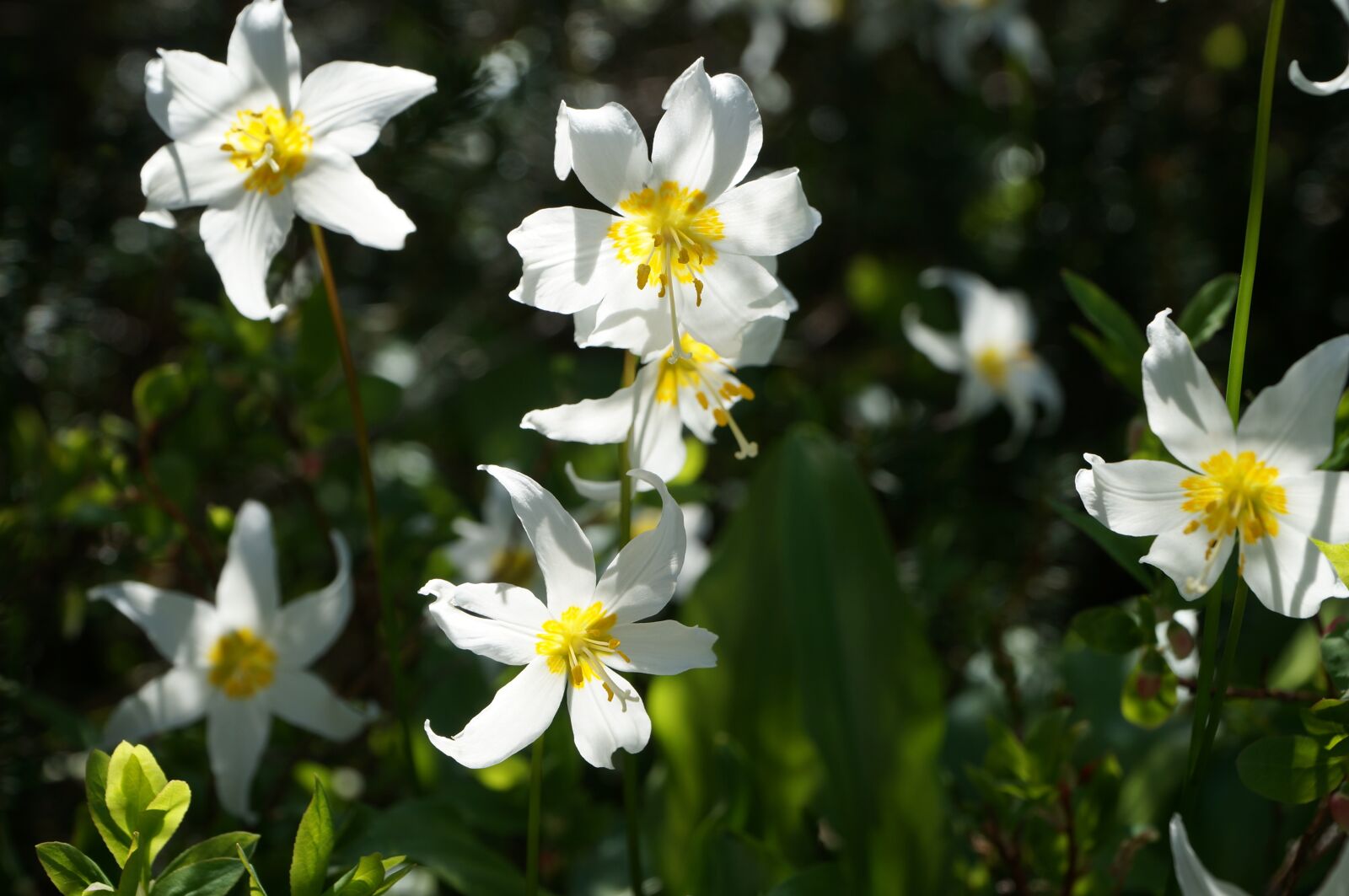 Sony Alpha NEX-6 + Sony E PZ 18-105mm F4 G OSS sample photo. Flower, wild, trillium photography