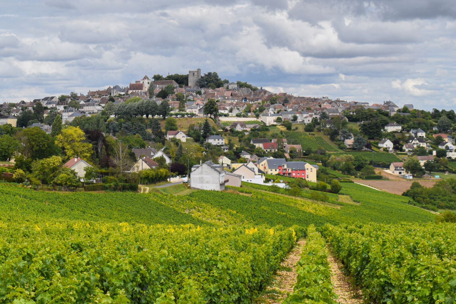 Nikon D5300 sample photo. Vineyard, grapevines, farm photography