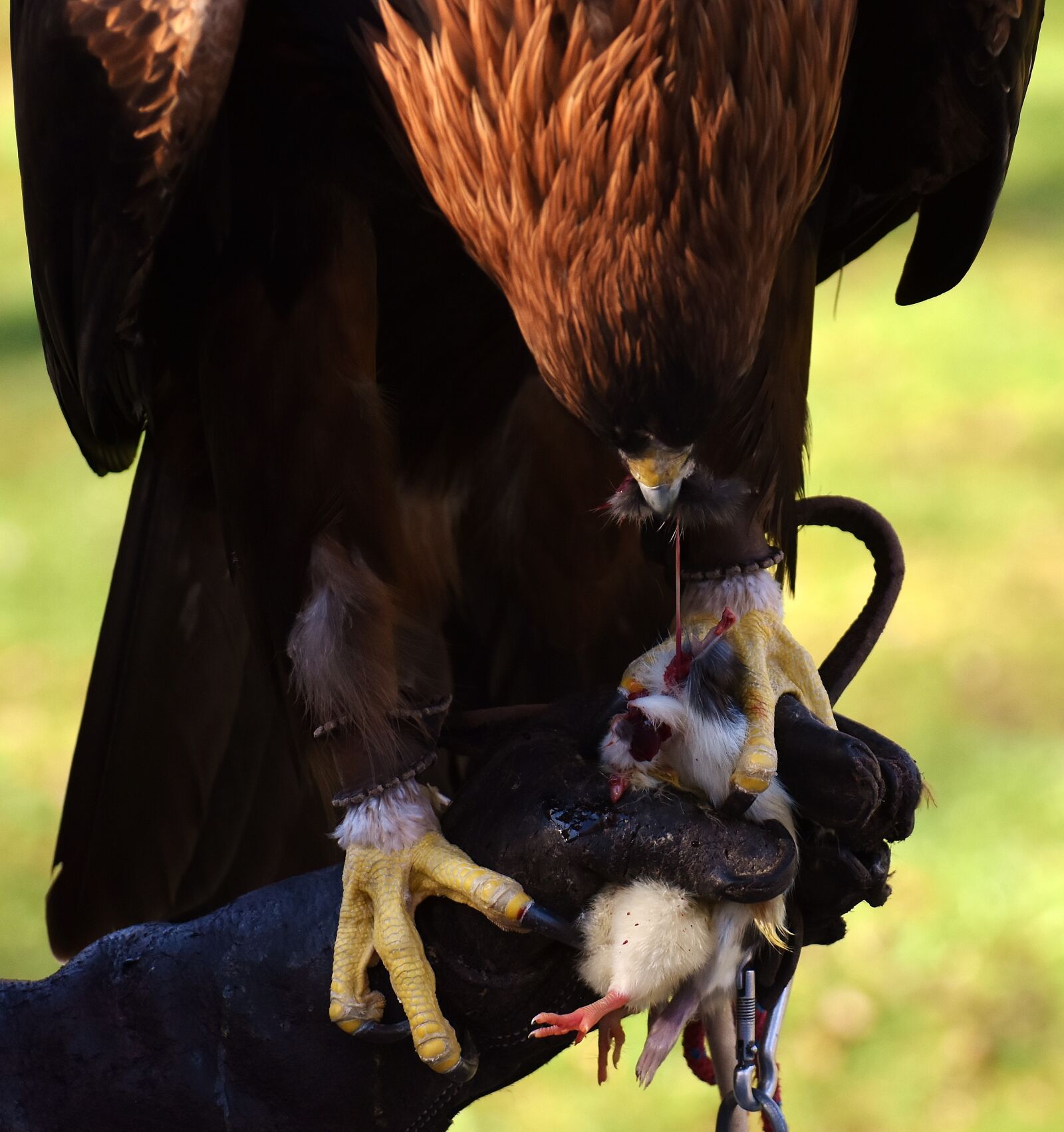 Nikon D7200 sample photo. Adler, raptor, prey photography