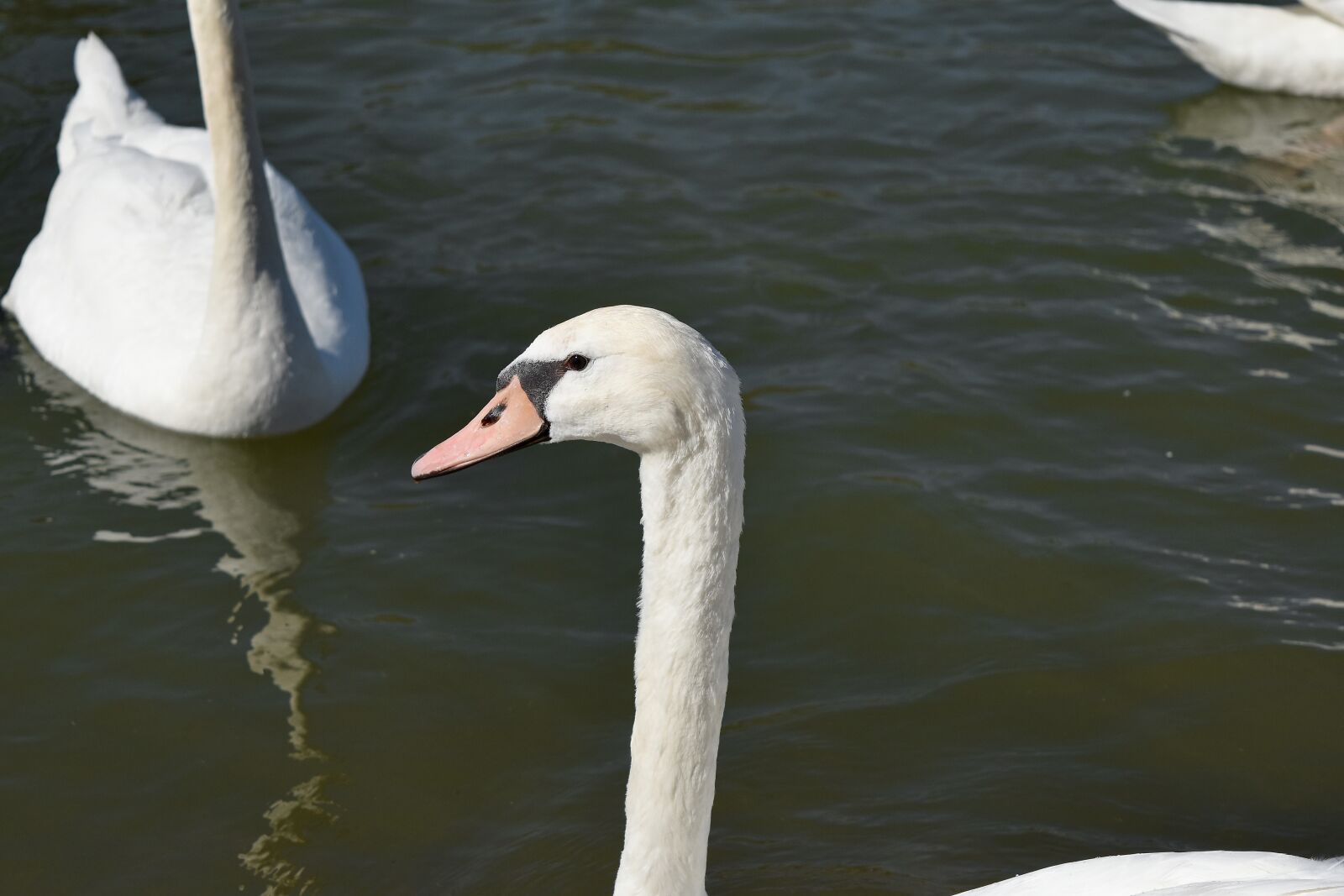Nikon D5500 sample photo. Head, neck, swan, white photography