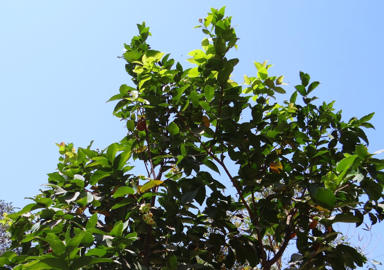 Sony DSC-HX200V sample photo. Syzygium jambos, tree, rose photography