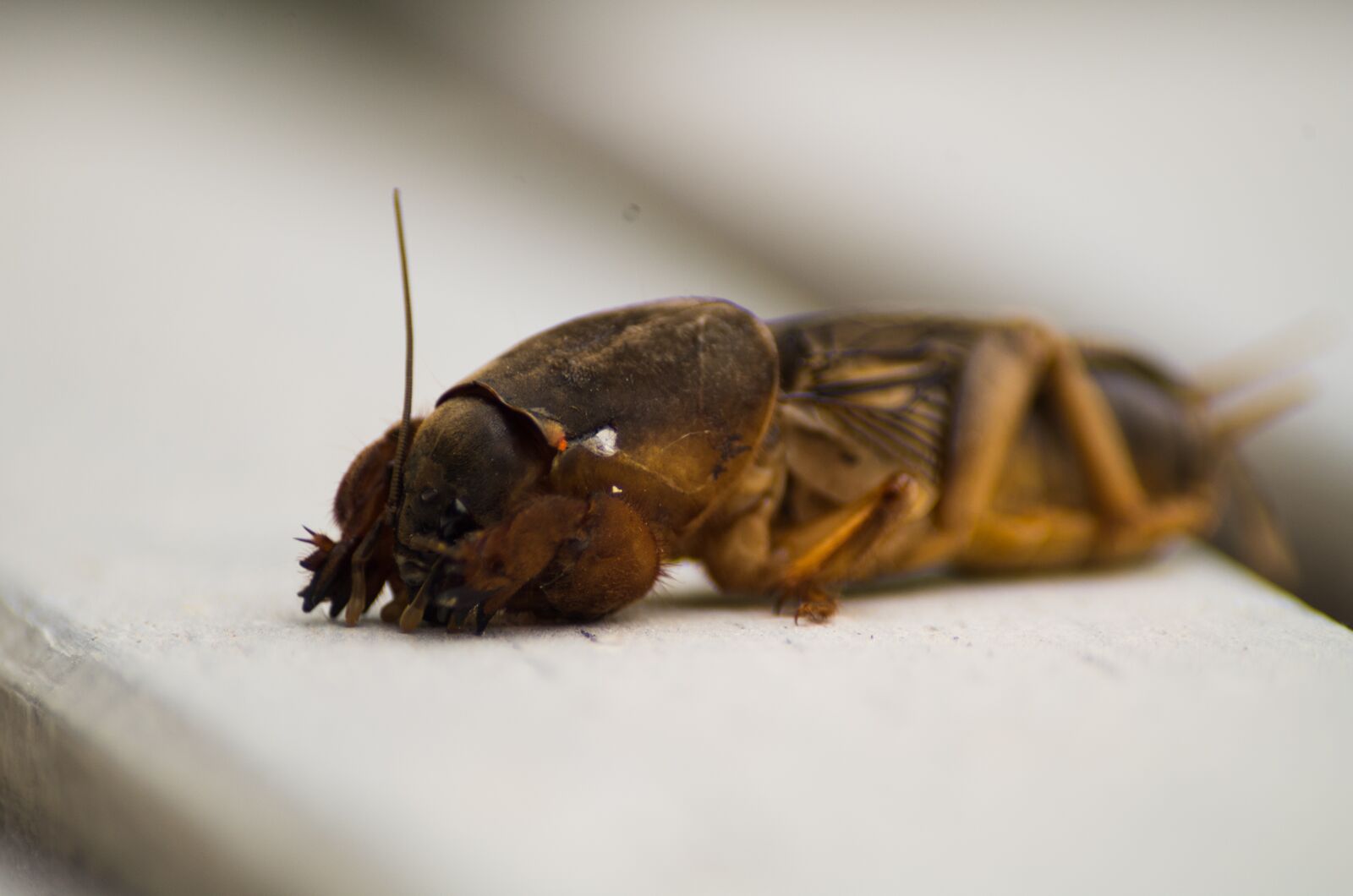 Pentax K-50 + Sigma sample photo. Cricket, mole cricket, animal photography