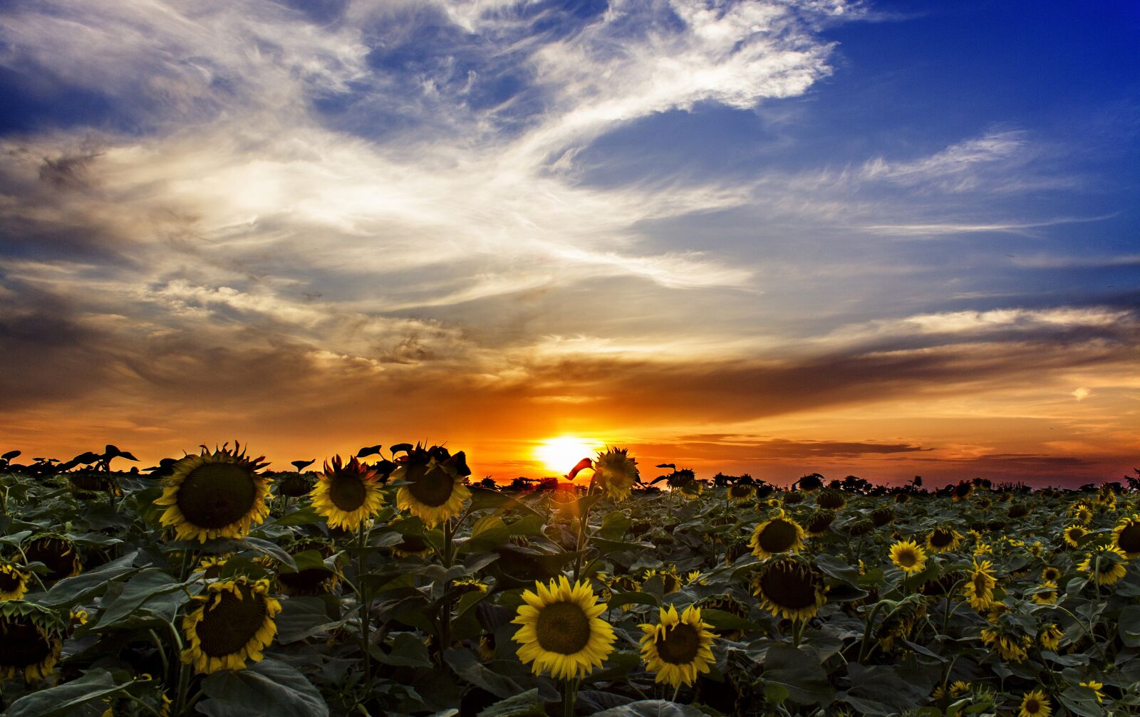 Canon EOS 50D + Canon EF-S 18-55mm F3.5-5.6 IS sample photo. Sunflower field, sundown, hungary photography
